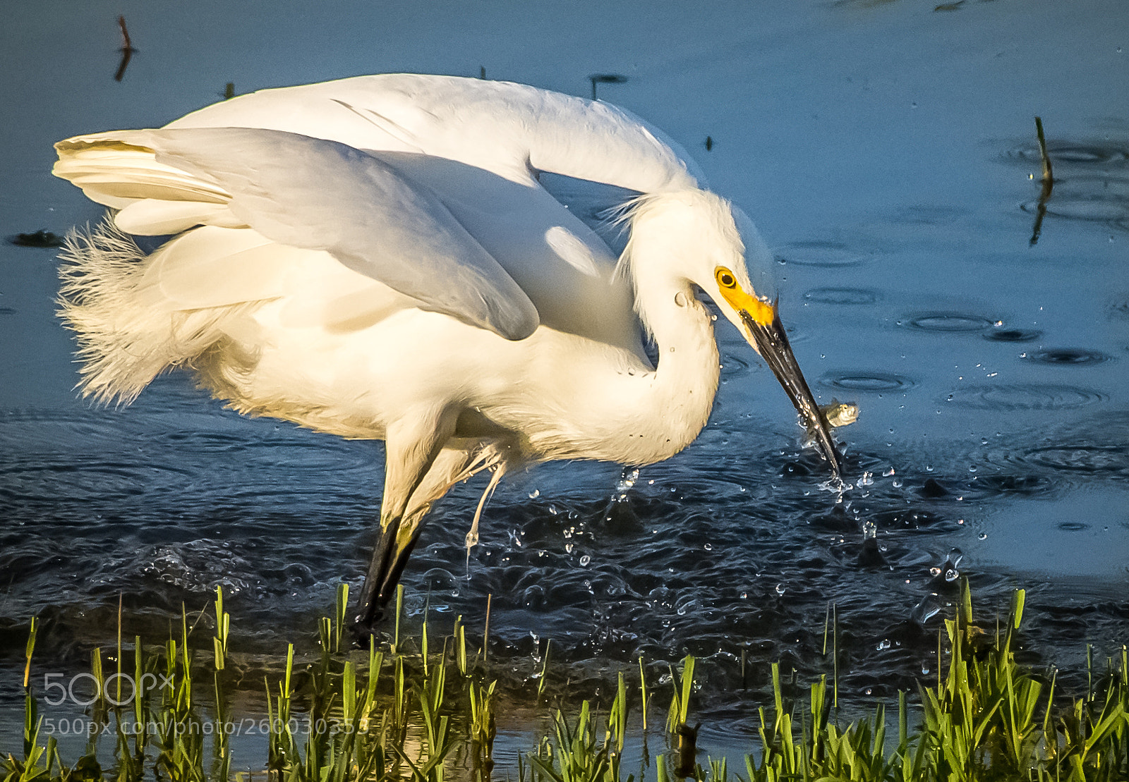 Nikon D7200 sample photo. Snowy egret fishing photography