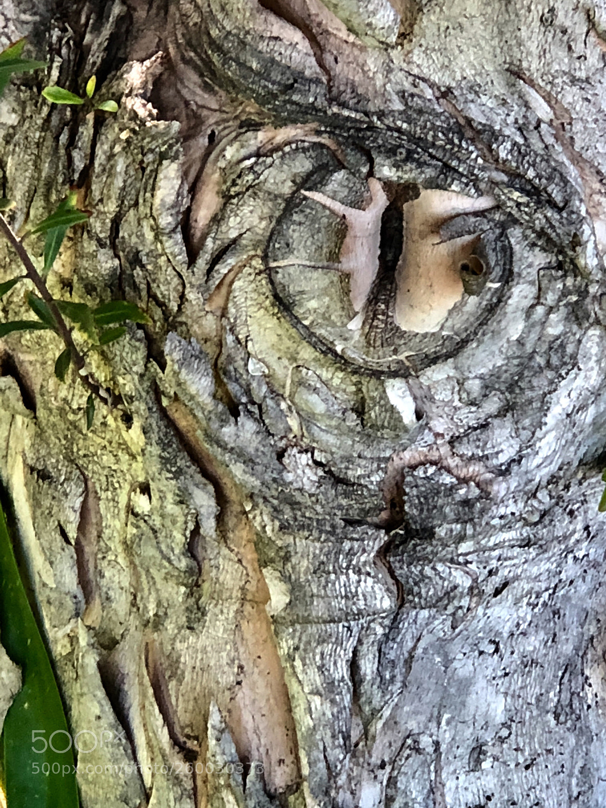 Apple iPhone 8 Plus sample photo. In a tree, a photography