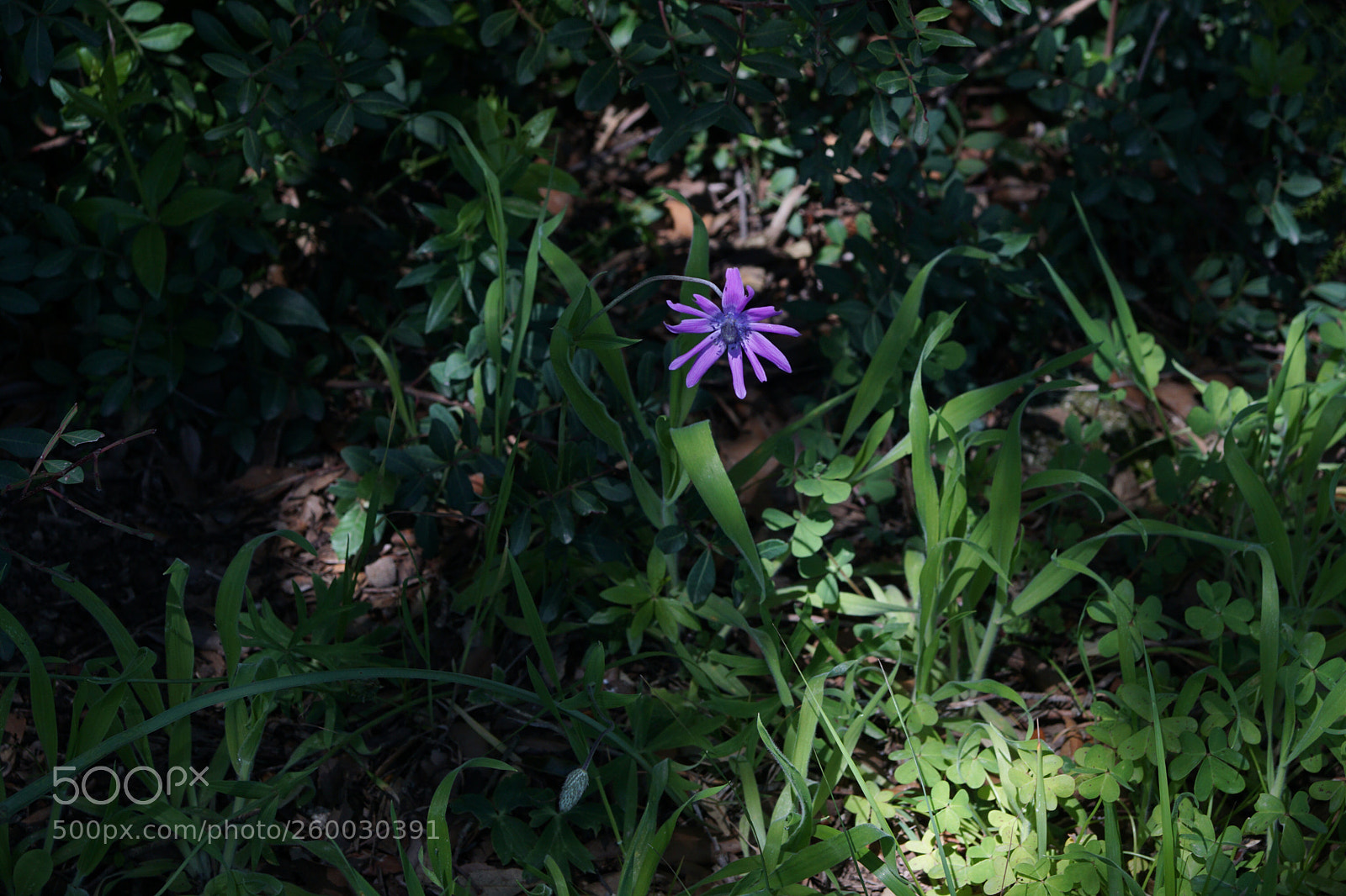 Sony ILCA-77M2 sample photo. Nell’ombra del bosco photography