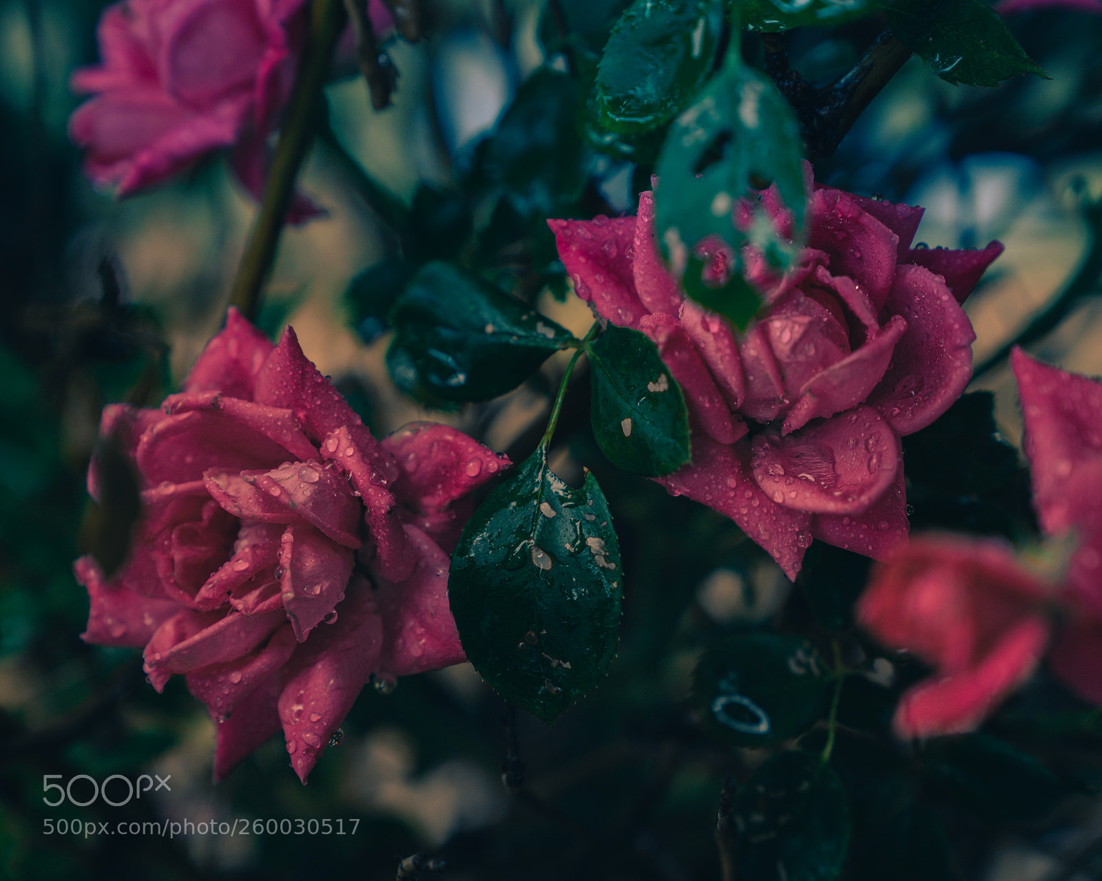 Sony a7 III sample photo. Just some flowers and photography