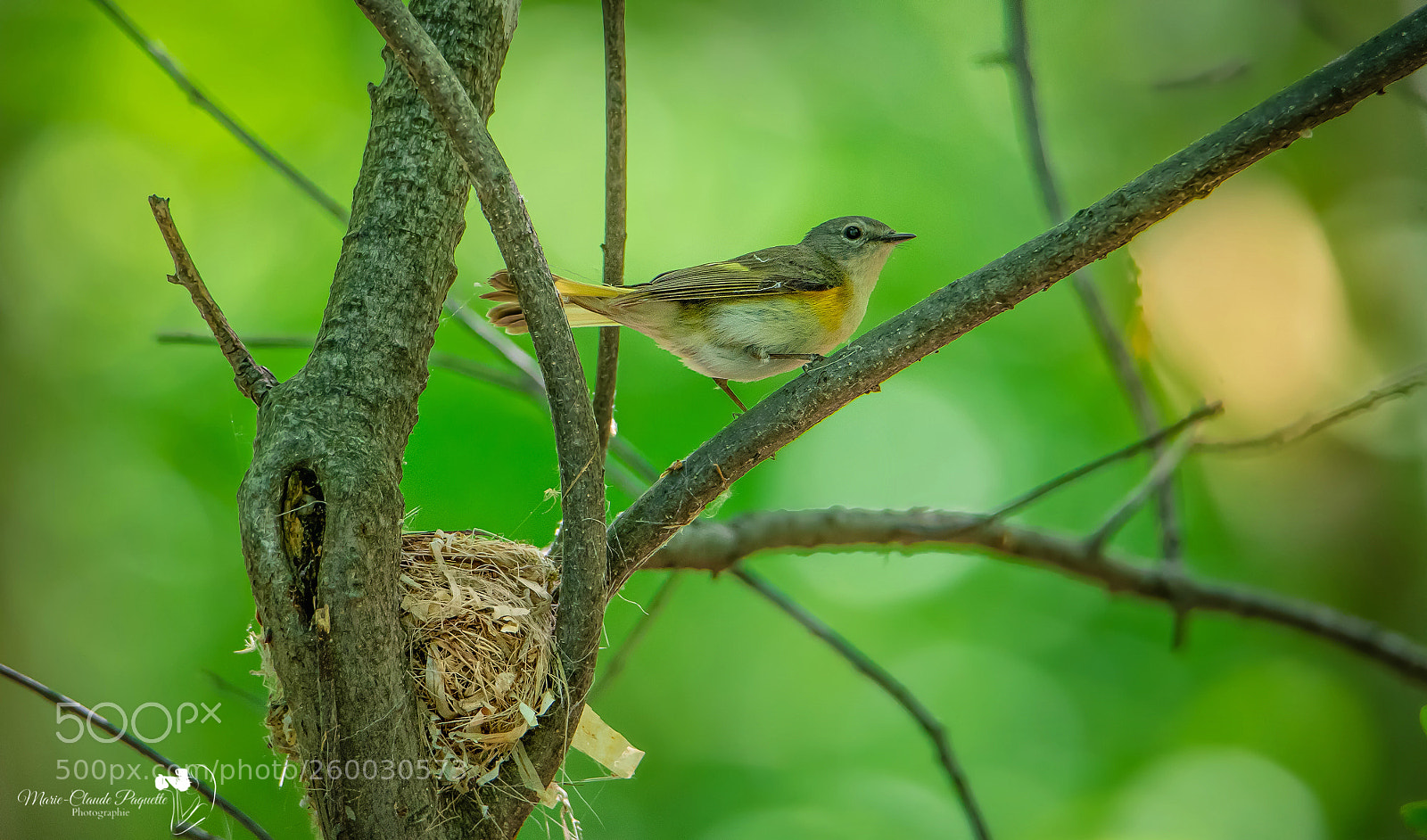 Nikon D500 sample photo. Paruline flamboyante photography
