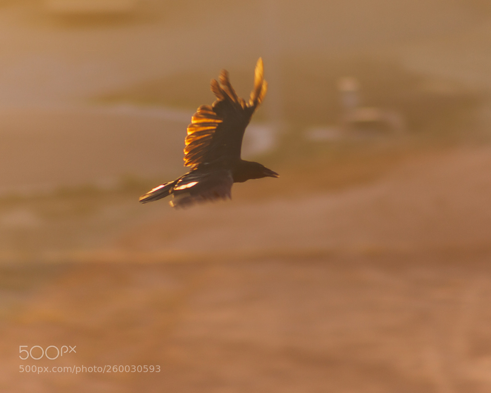 Canon EOS 5D Mark II sample photo. Bird at dusk photography