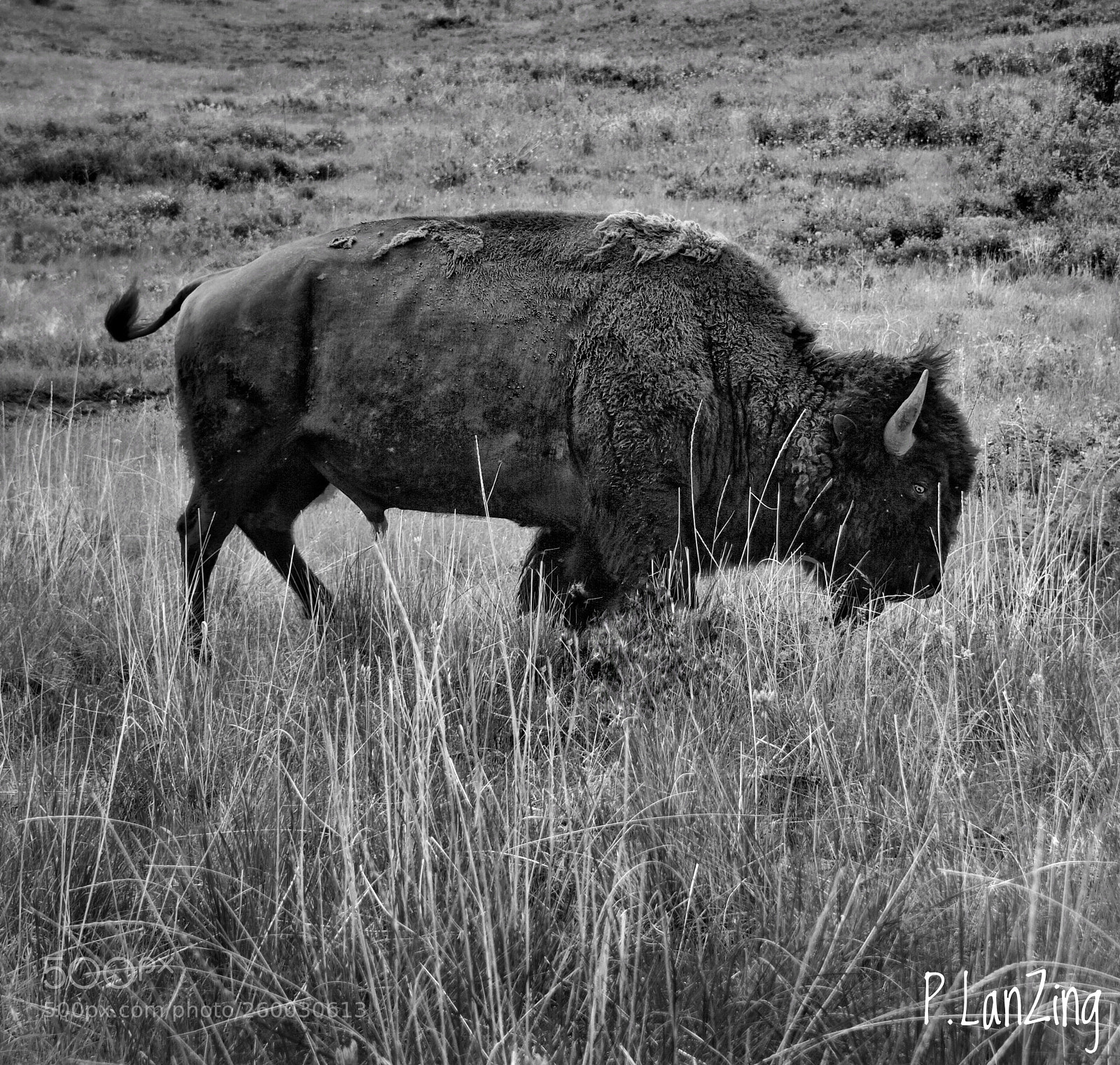 Nikon D810 sample photo. American buffalo photography