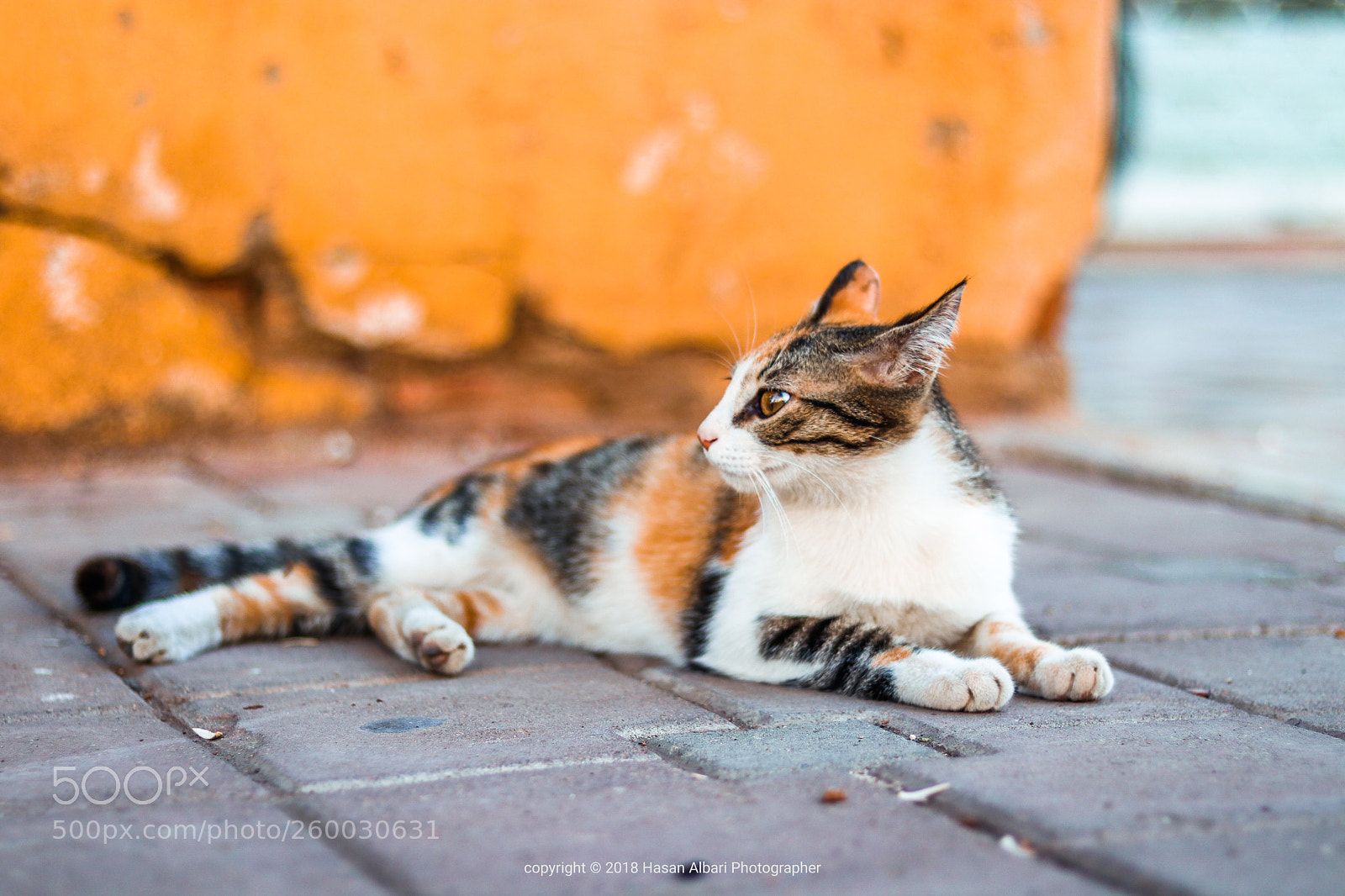 Canon EOS 80D sample photo. Cat sets  photography