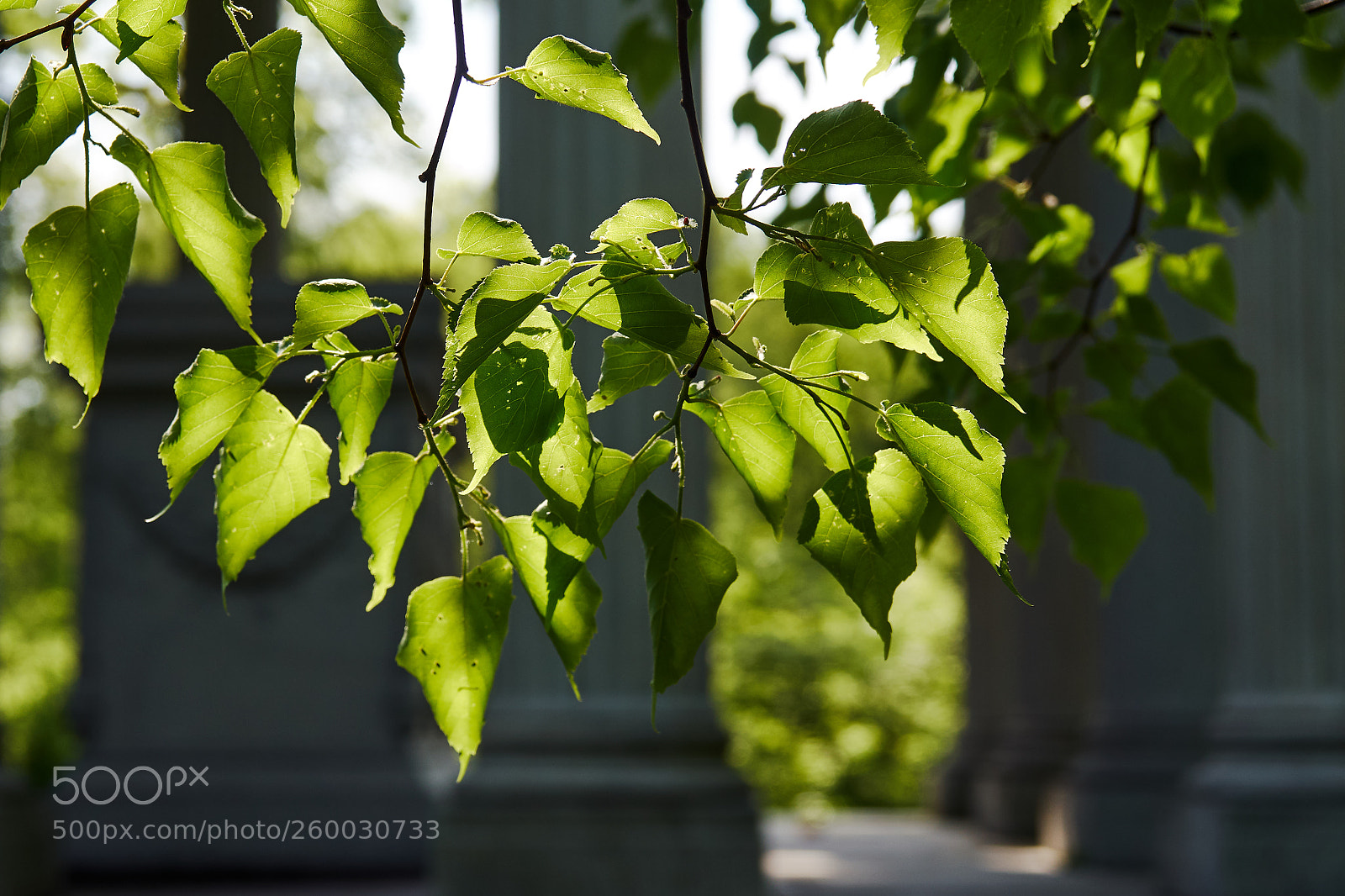 Sony a6300 sample photo. Leaves, sunlight & pillars photography