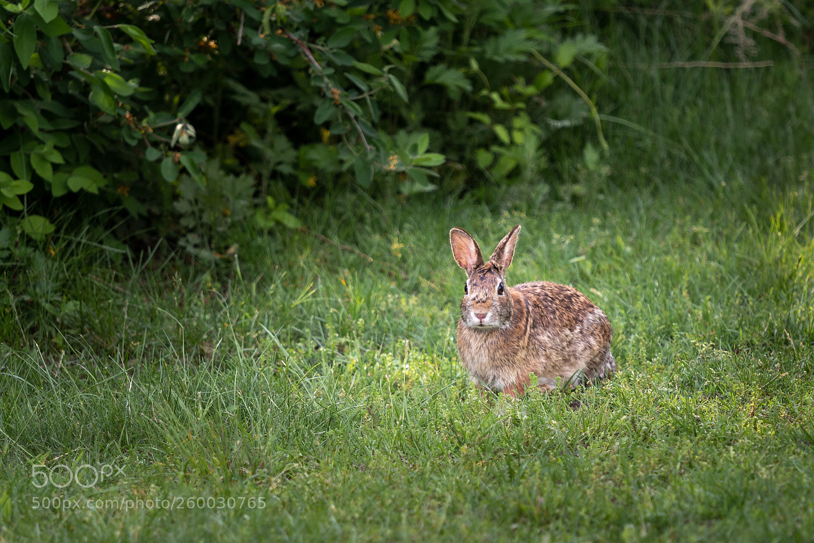 Canon EOS 6D Mark II sample photo. Forest inhabitant photography