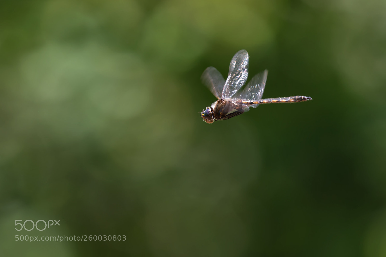 Canon EOS 7D Mark II sample photo. Flight of the dragonfly photography