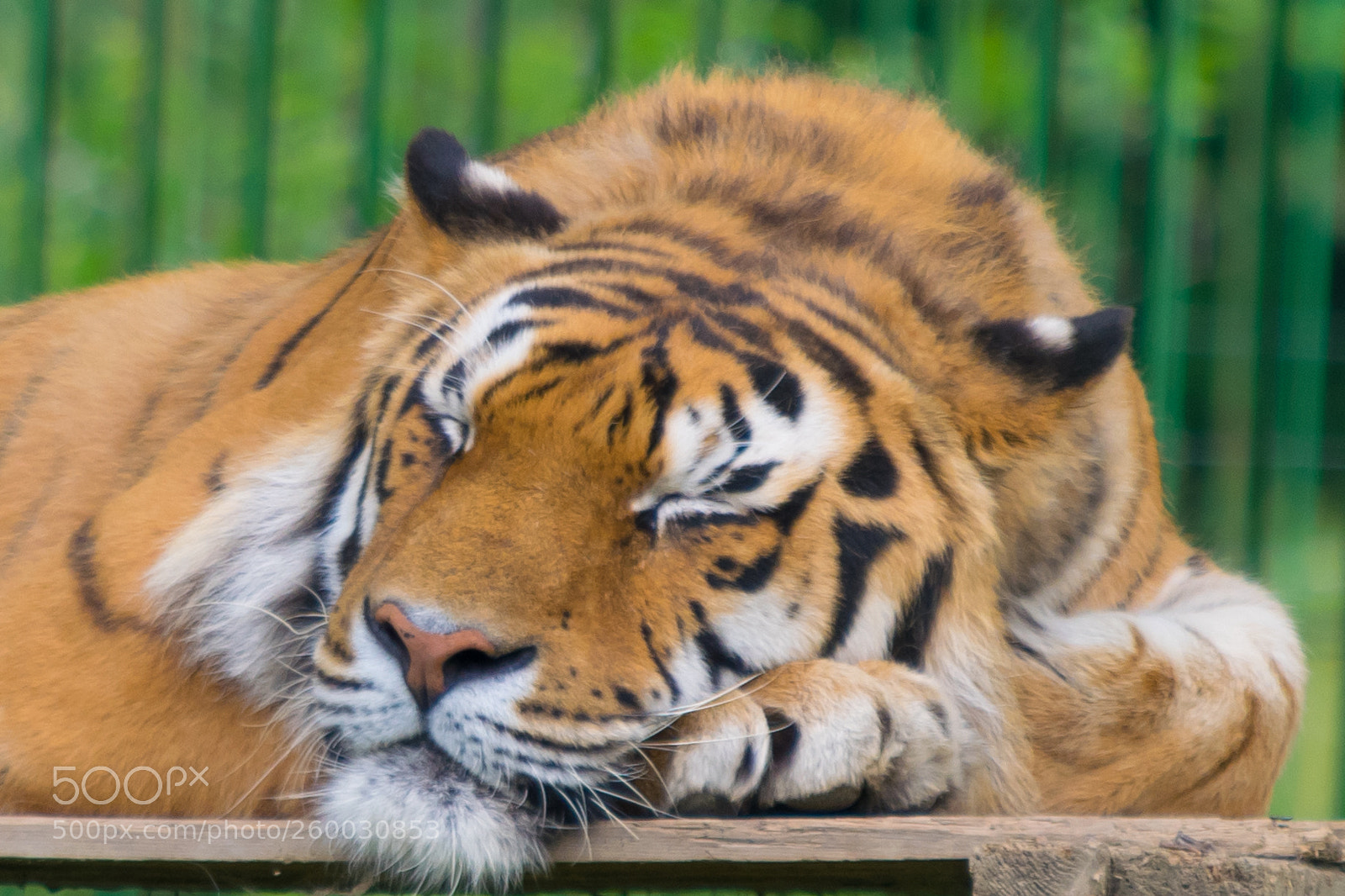 Nikon D5300 sample photo. Sleeping beauty. siberian tiger. photography