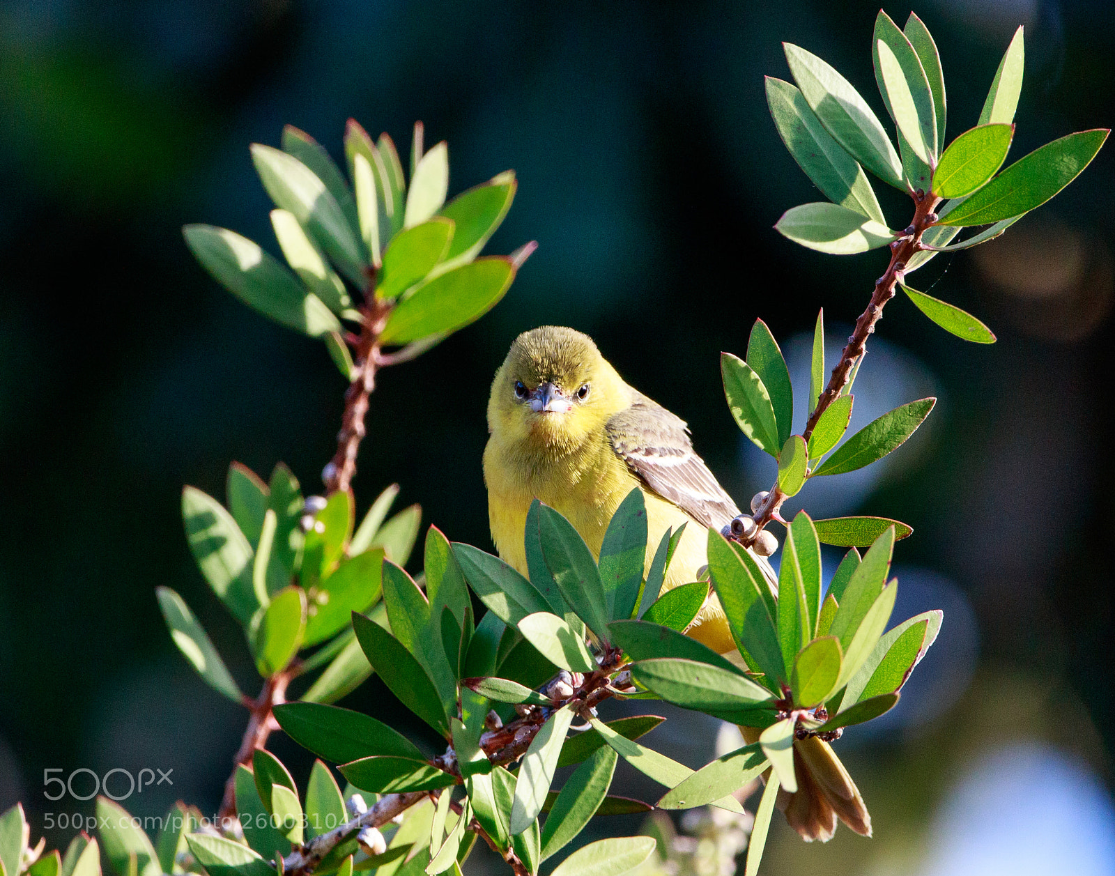 Canon EOS 7D Mark II sample photo. Female orchard oriole photography