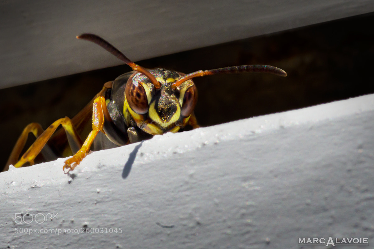 Pentax K-3 sample photo. Wasp photography