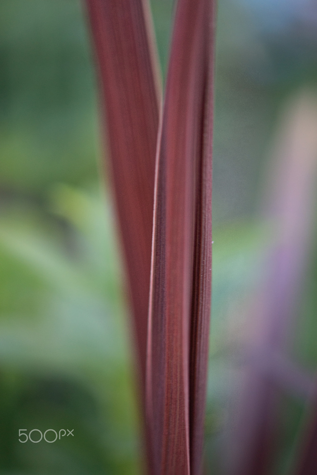 Sony SLT-A68 sample photo. Long & lean photography