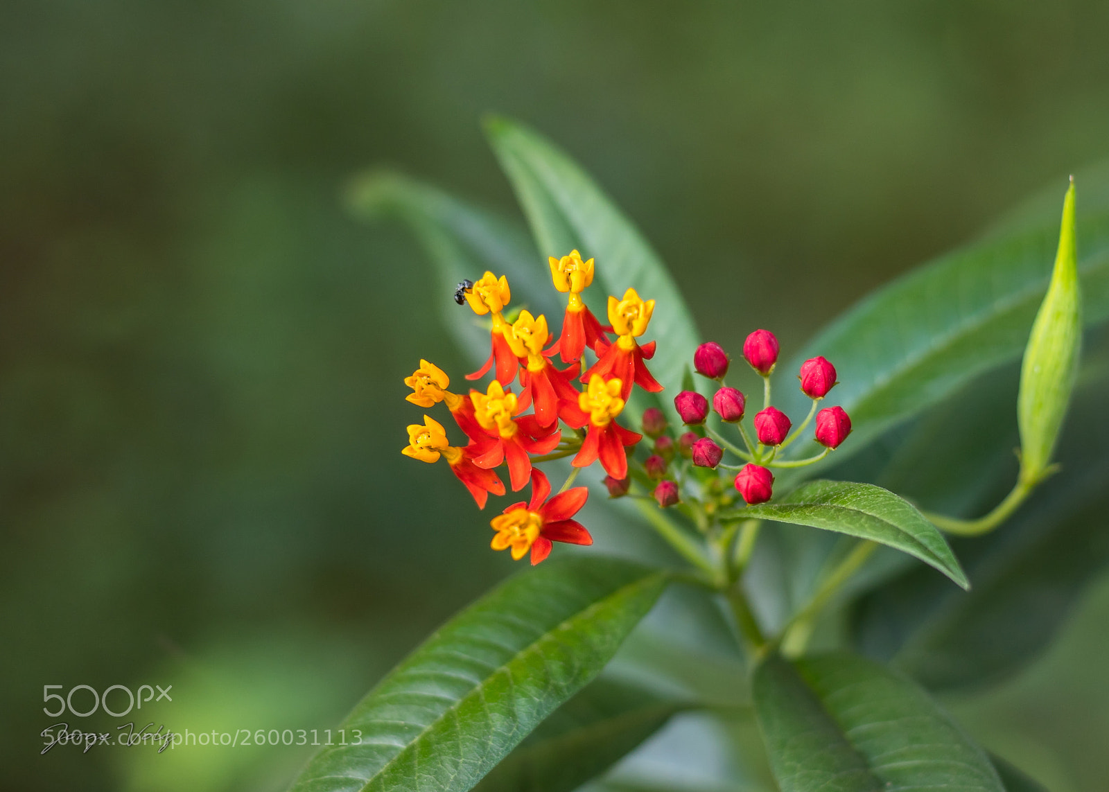 Canon EOS 80D sample photo. Wild flower photography