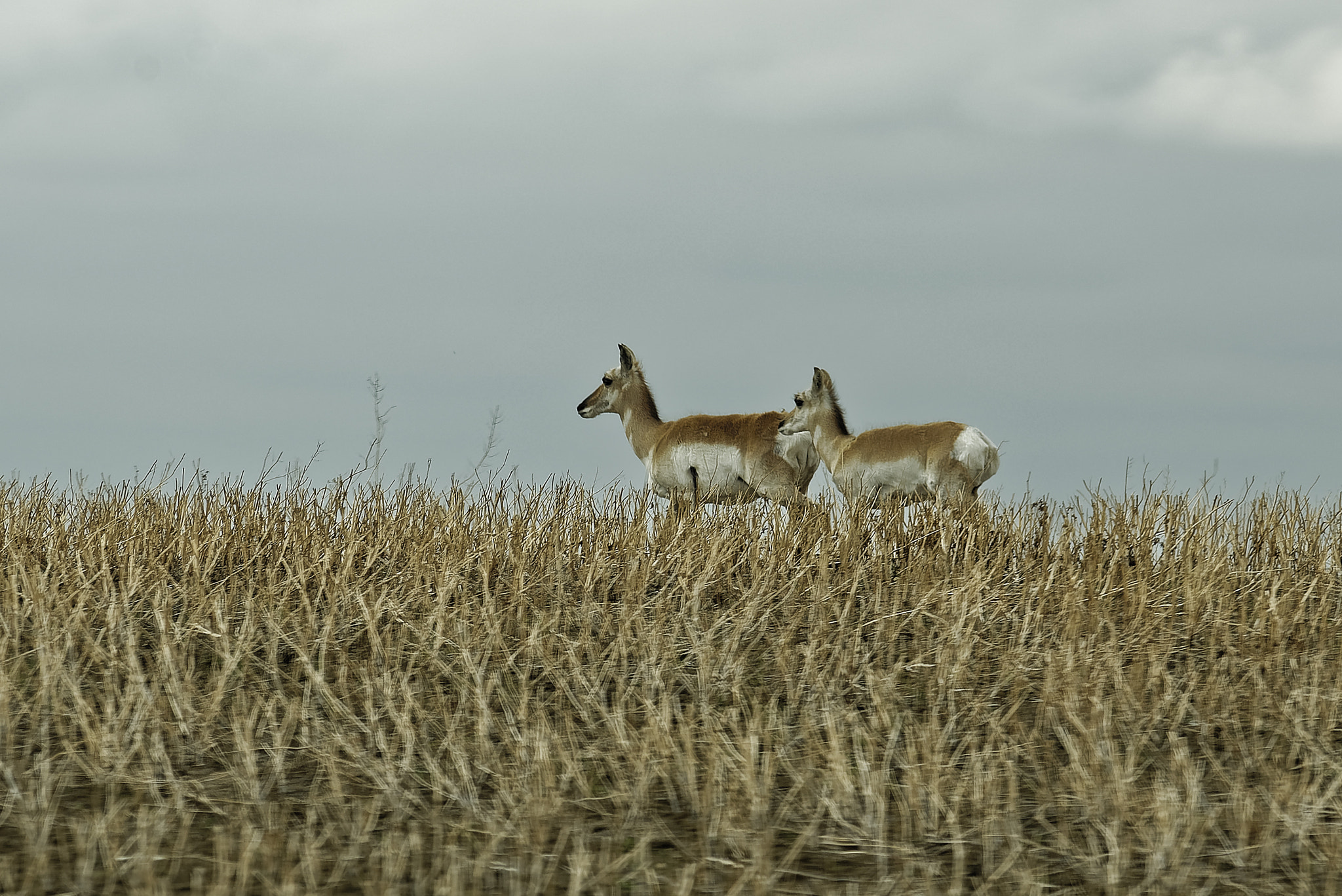 Nikon D750 sample photo. Pronghorn antelope photography
