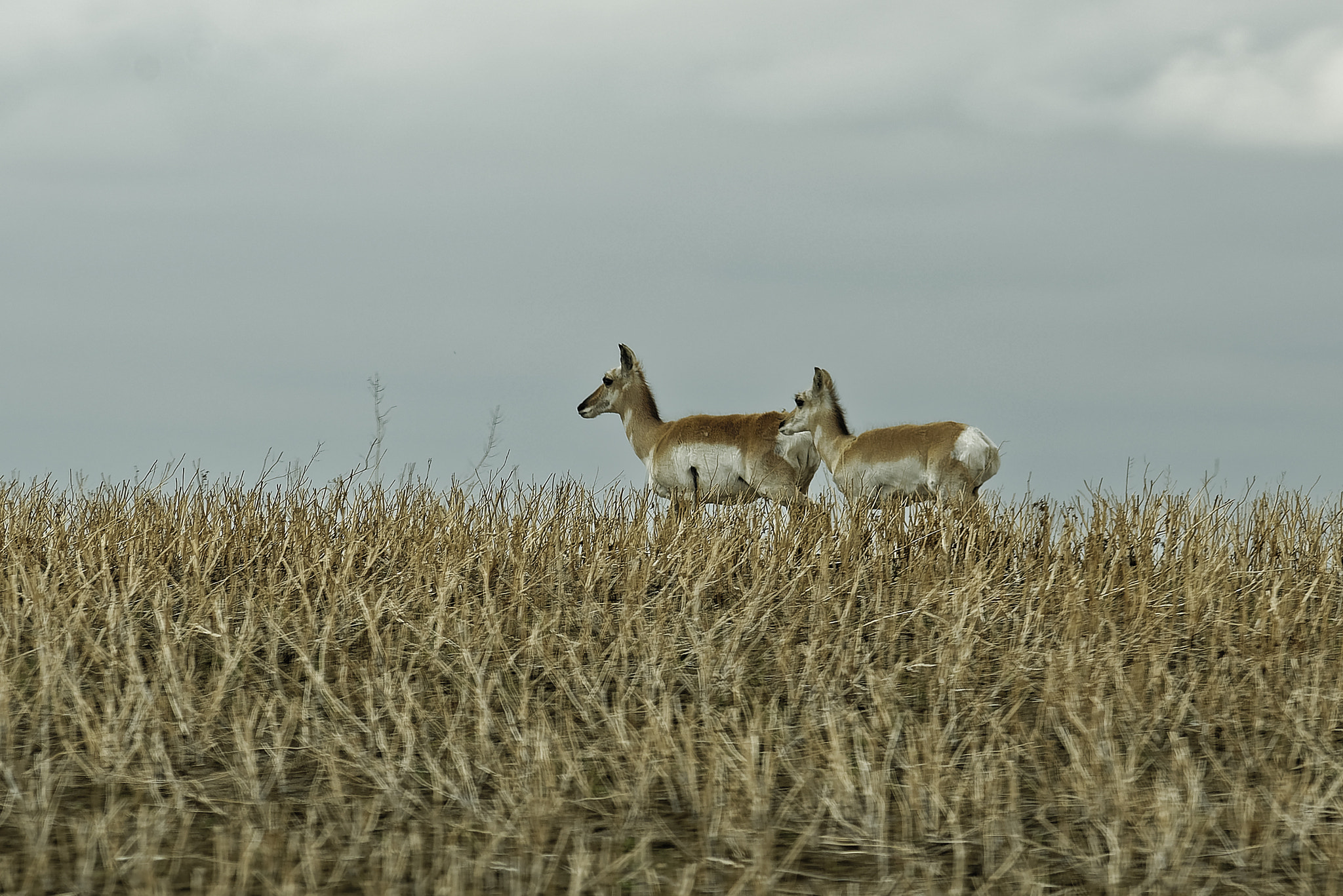 Nikon D750 + Nikon AF-Nikkor 80-200mm F2.8D ED sample photo. Pronghorn antelope photography