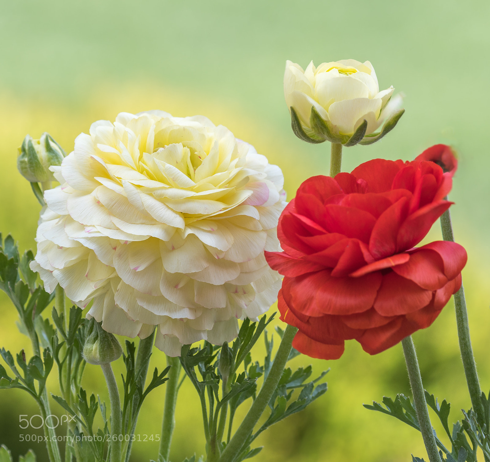 Nikon D500 sample photo. Spring flowers photography
