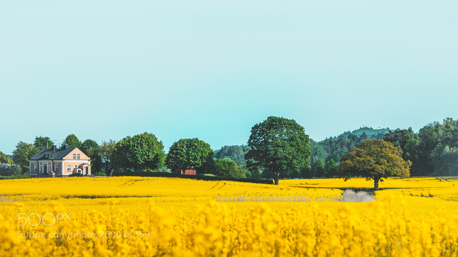 Nikon D610 sample photo. Yellow summer photography
