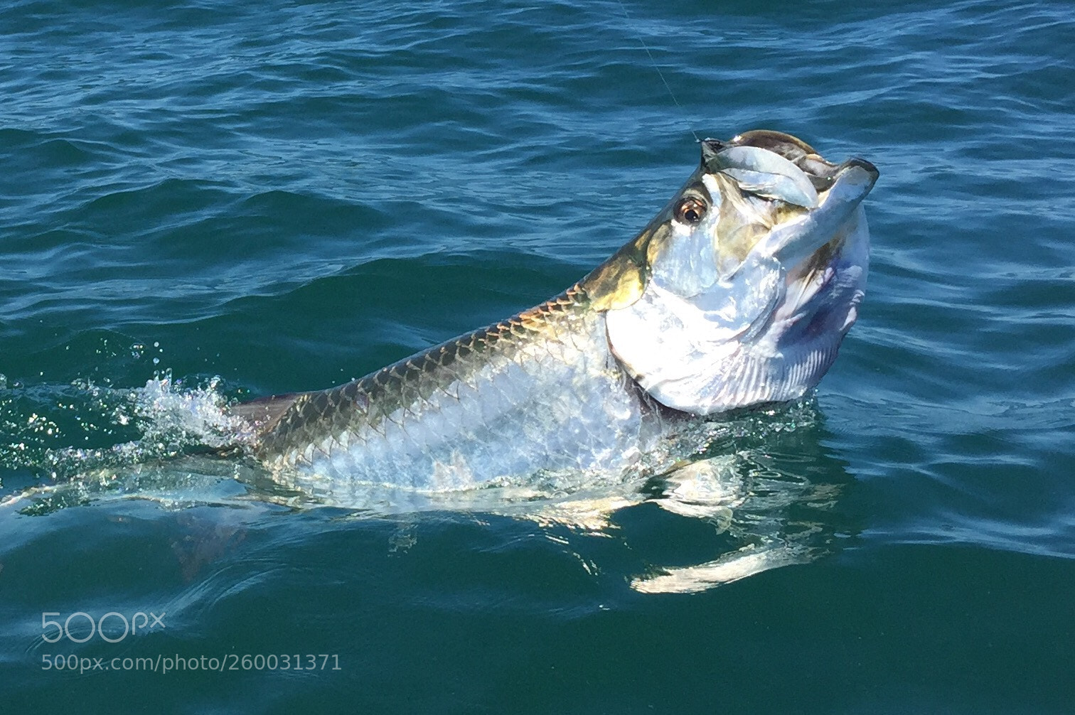 Apple iPhone 6 sample photo. Fish on photography