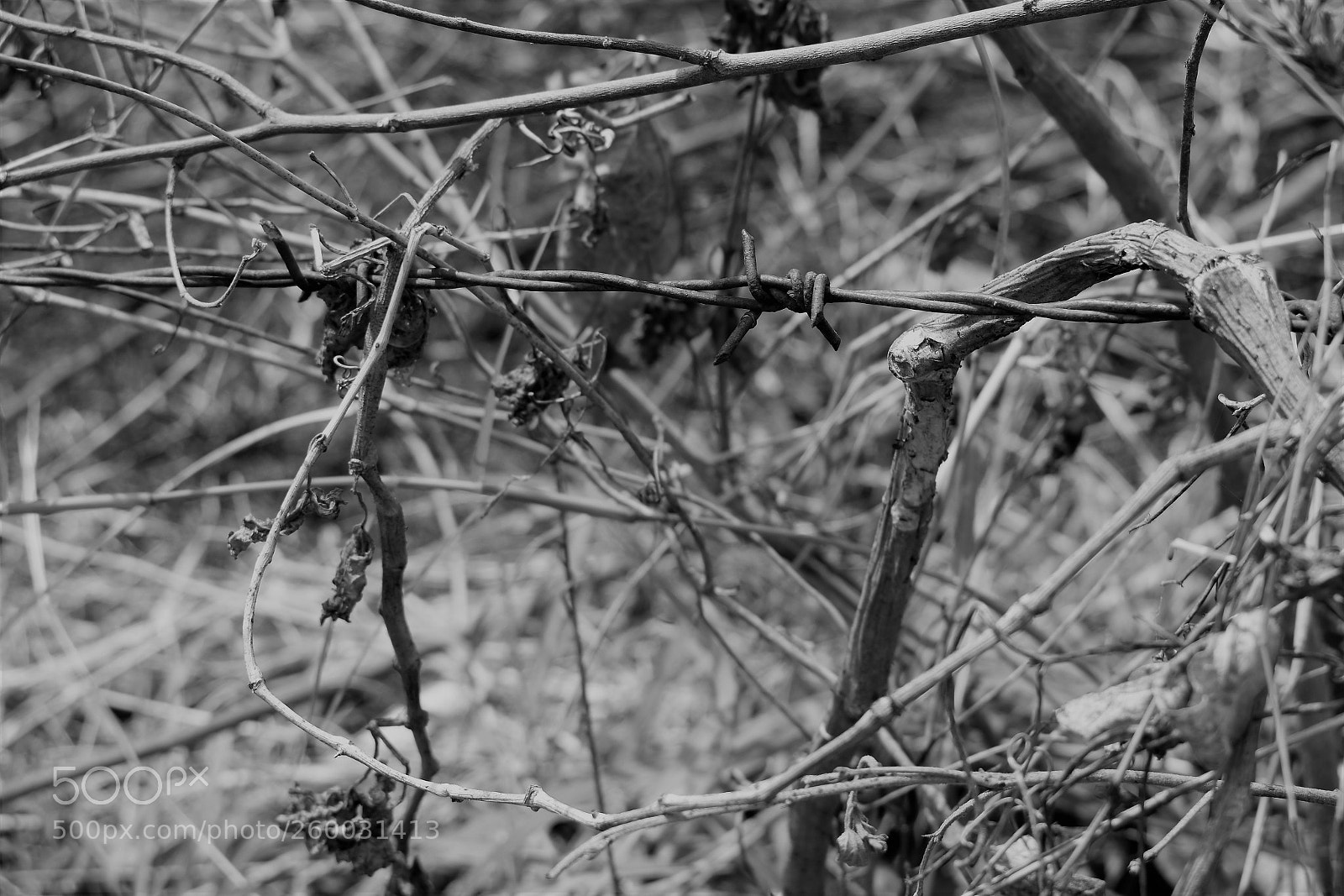 Nikon D3400 sample photo. Wired photography