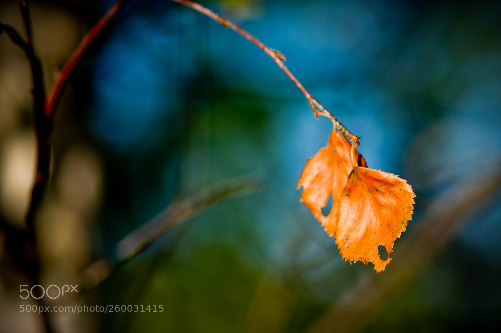 Sony Alpha DSLR-A850 sample photo. ... photography