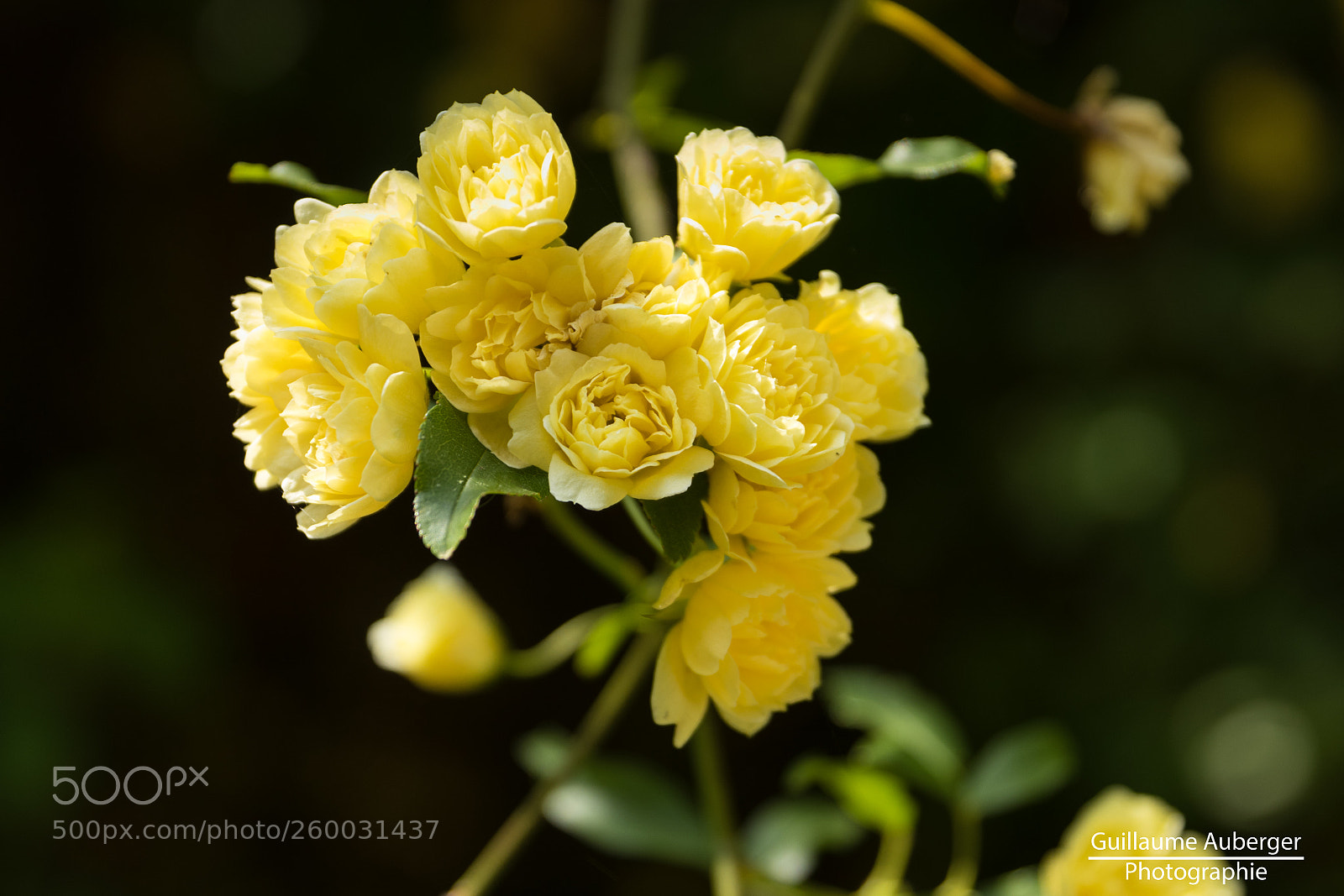 Canon EOS 80D sample photo. Yellow flowers photography