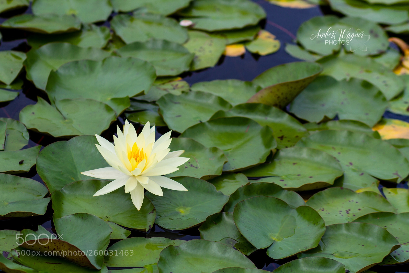 Canon EOS 7D sample photo. Yellow photography