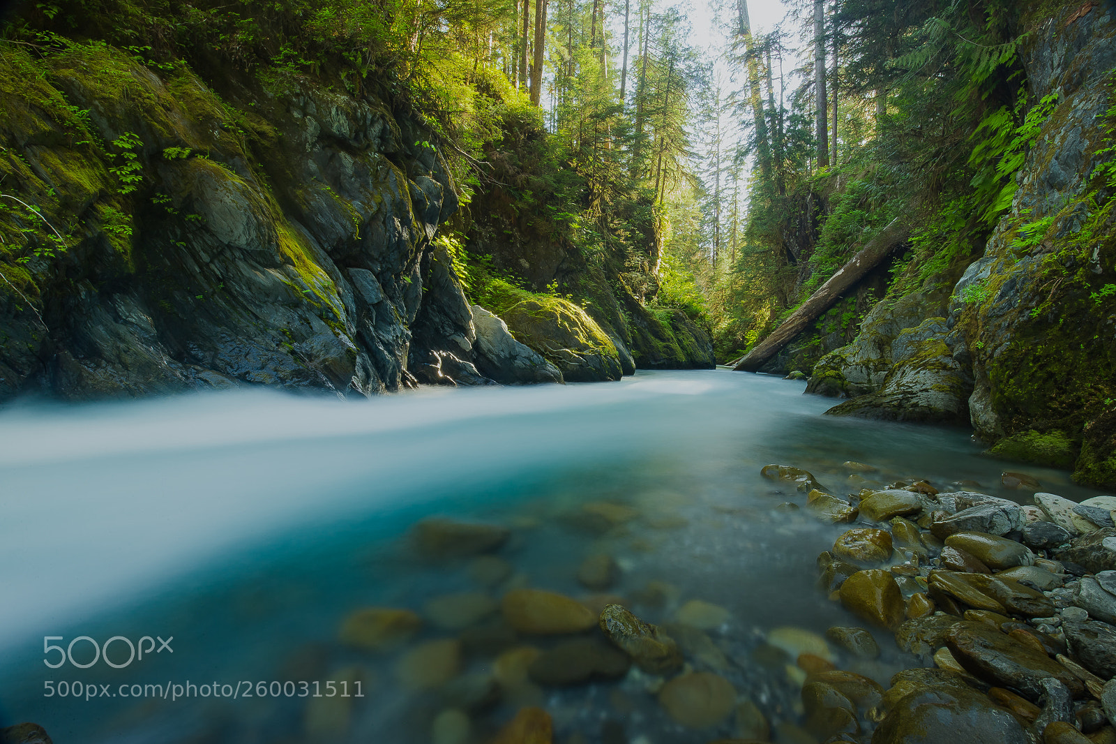 Canon EOS-1D X sample photo. Quinault river, enchanted valley photography