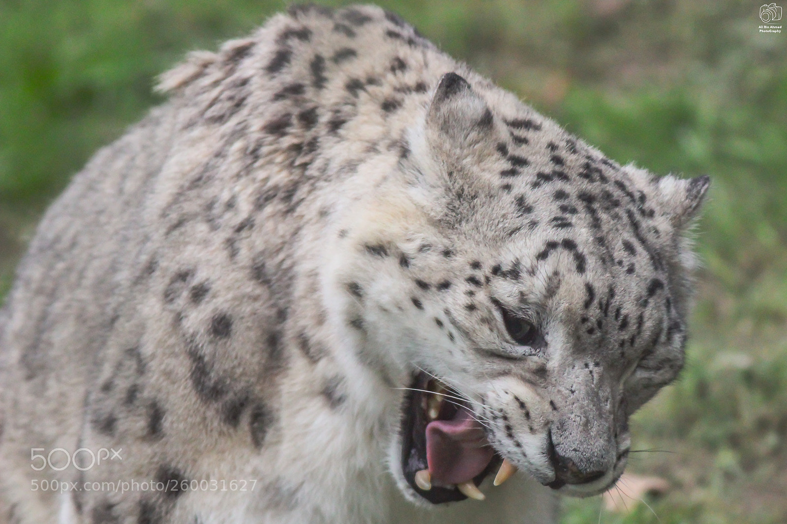 Canon EOS 600D (Rebel EOS T3i / EOS Kiss X5) sample photo. Snow leopard photography