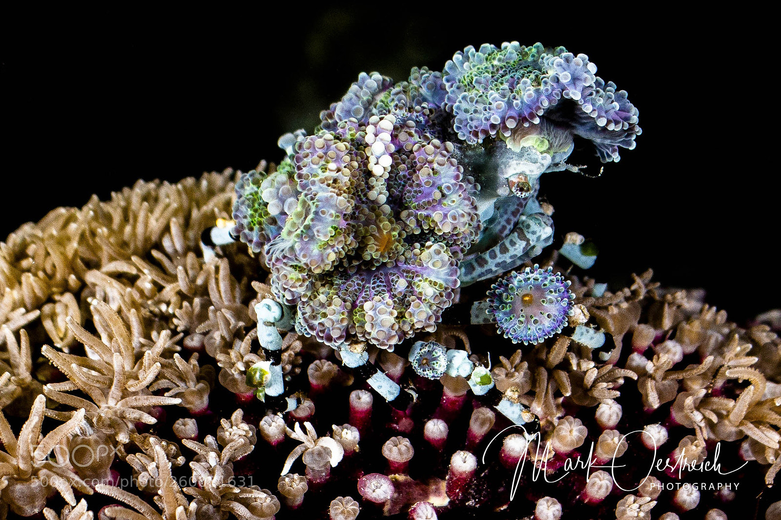 Canon EOS 70D sample photo. Decorator crab at night photography