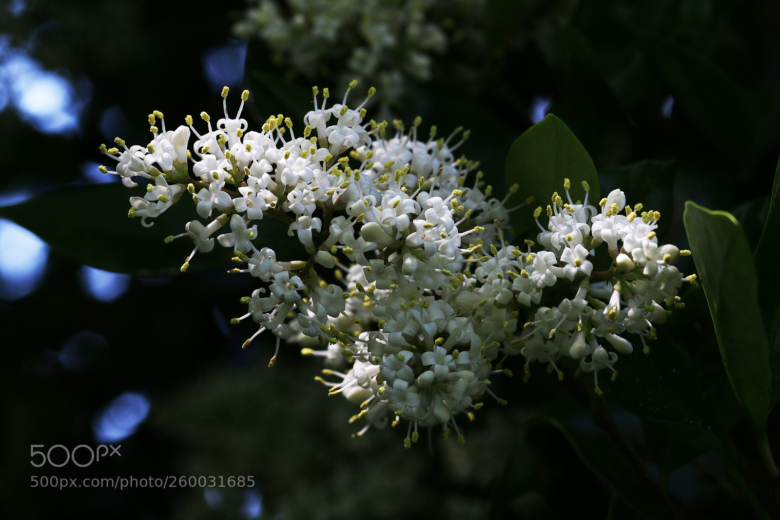 Canon EOS 70D sample photo. Ligustrum blossom cluster photography