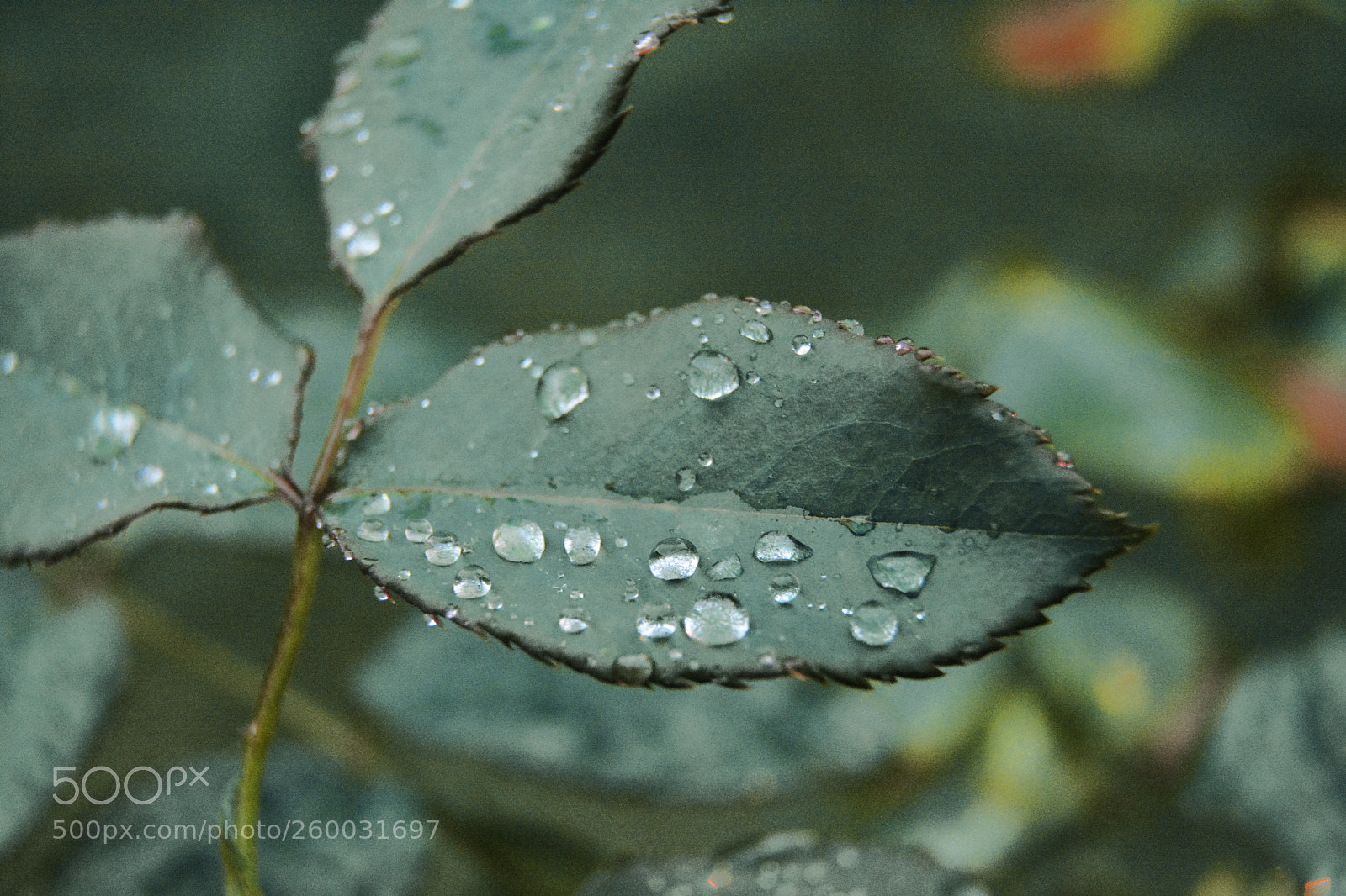 Nikon D7100 sample photo. Momento pleno... photography
