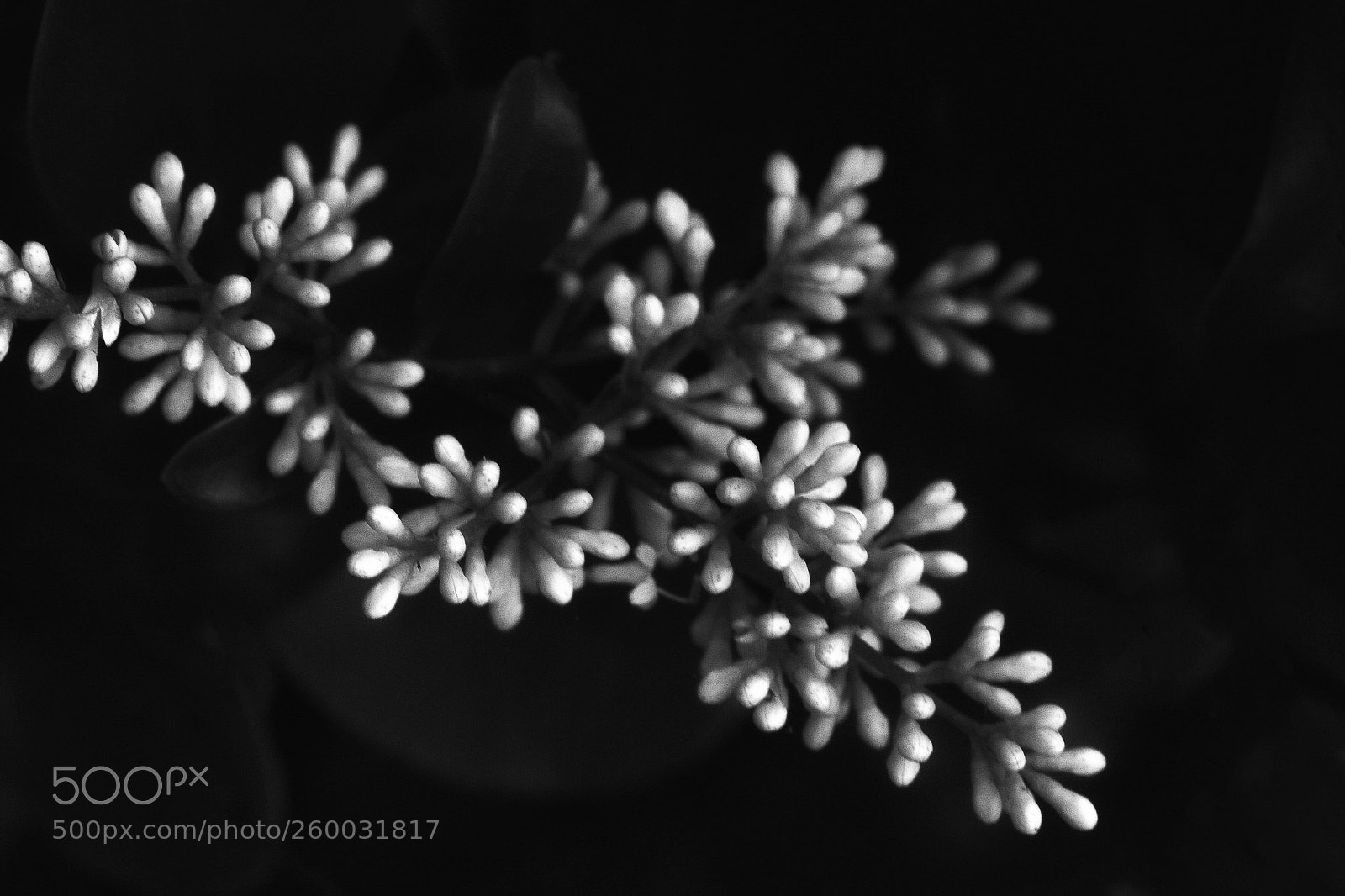 Canon EOS 70D sample photo. Ligustrum flower buds photography