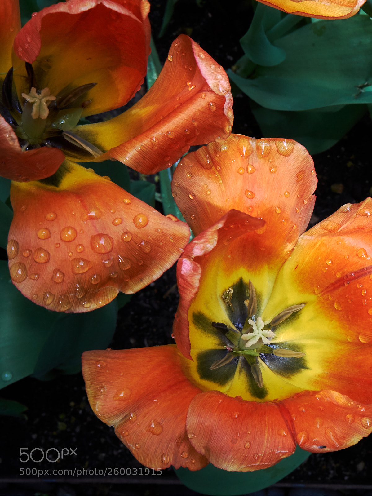 Sony a6300 sample photo. Water drops on orange photography