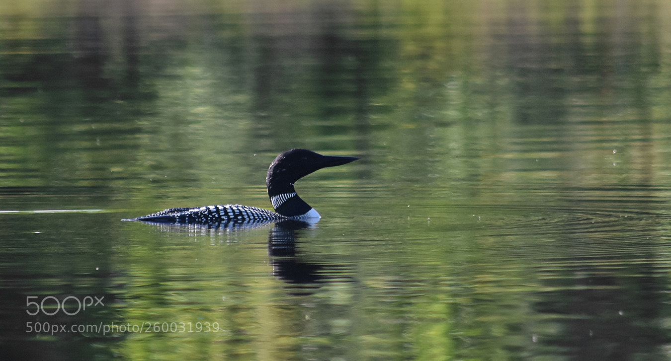 Nikon D3400 sample photo. Huard plongeur\common loon photography