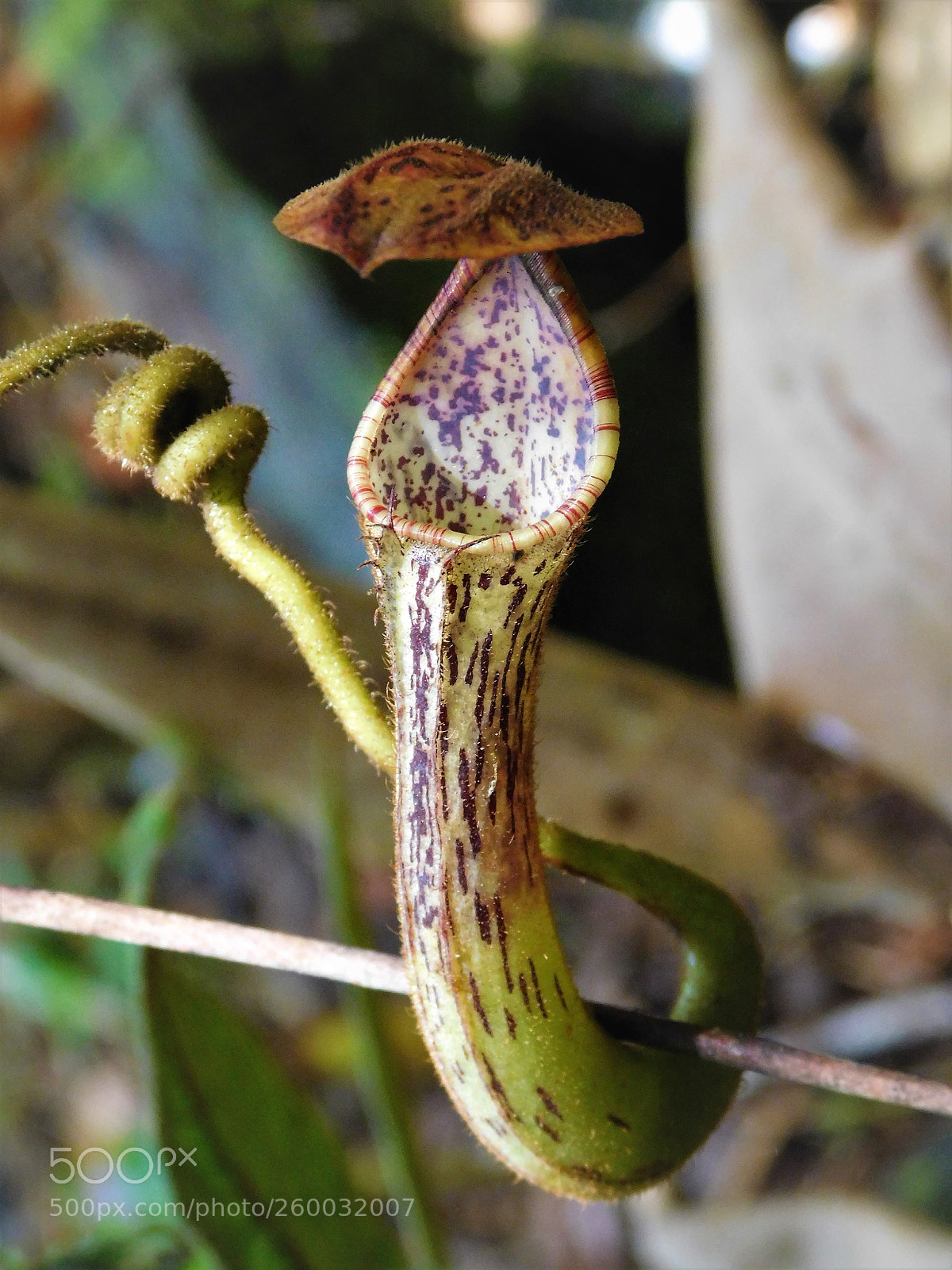 Nikon Coolpix L840 sample photo. Tropical pitcher plants photography