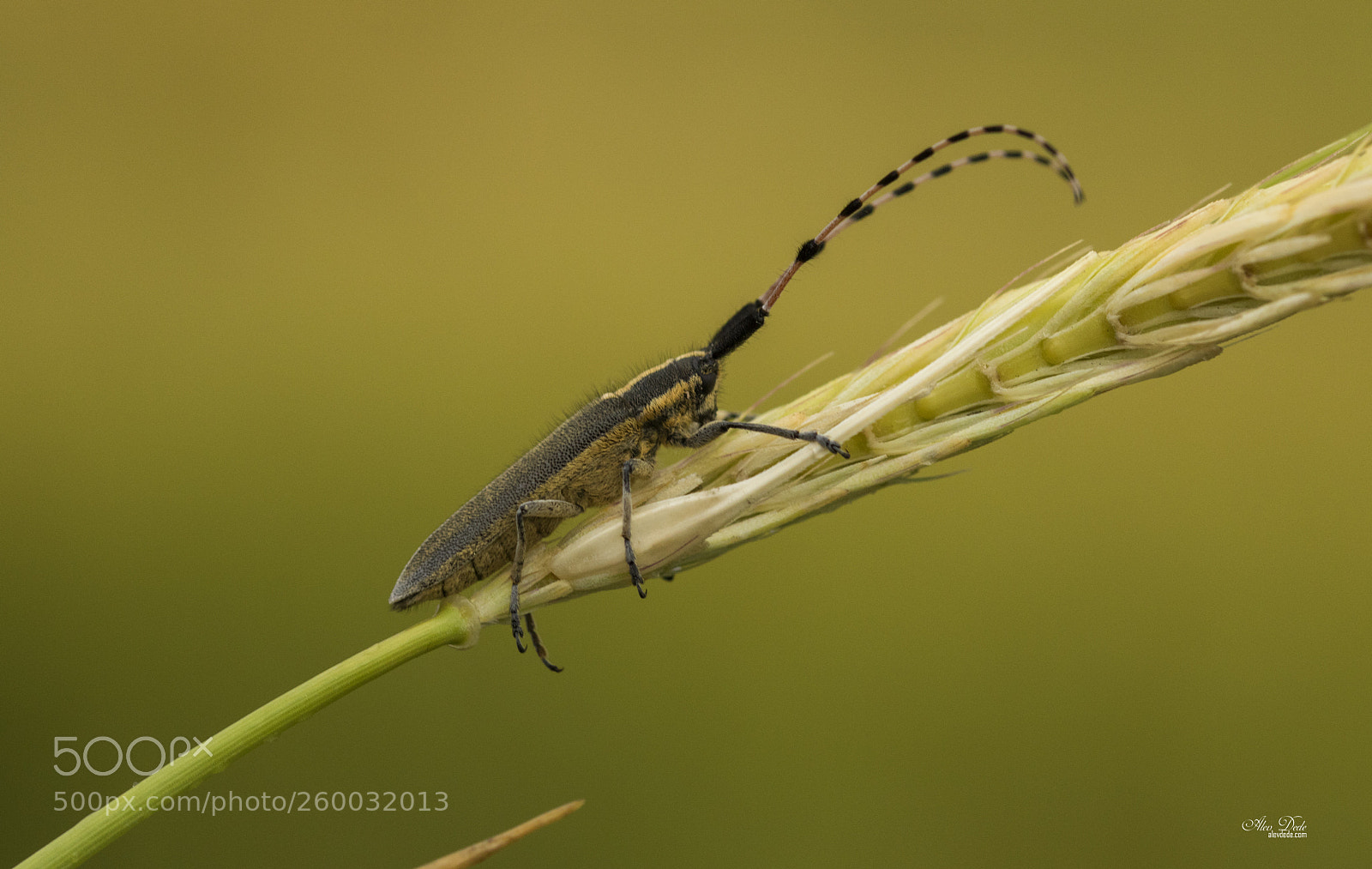 Canon EOS 7D Mark II sample photo. Teke bocegi - chrysomeloidea photography