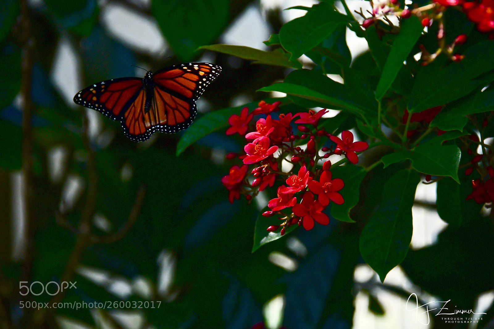 Nikon D500 sample photo. In flight photography