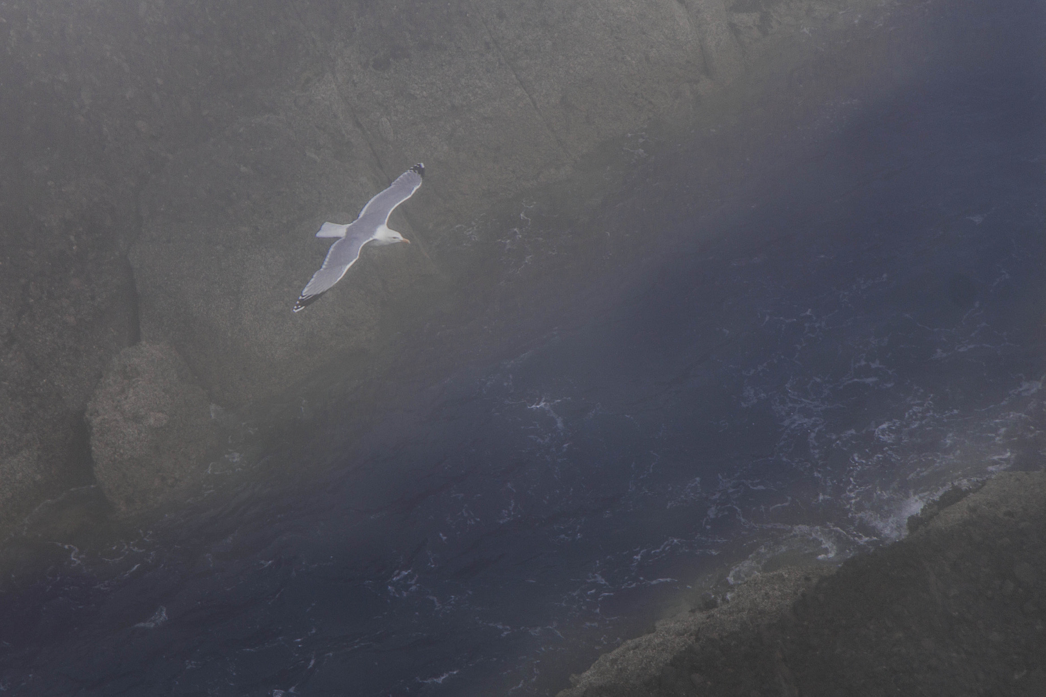 Canon EOS 700D (EOS Rebel T5i / EOS Kiss X7i) sample photo. Seagull over the cliffs photography