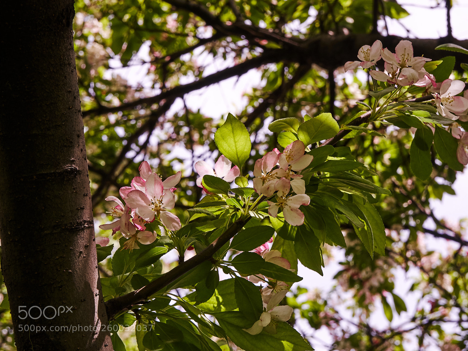 Sony a6300 sample photo. Flowering branch photography
