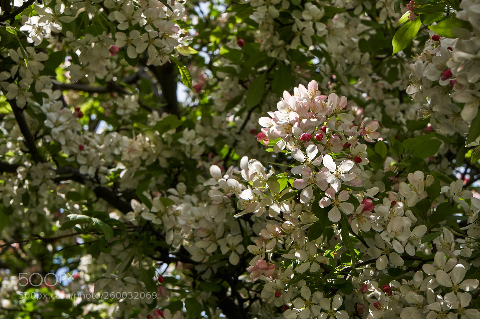Sony a6300 sample photo. Tree blossoms photography