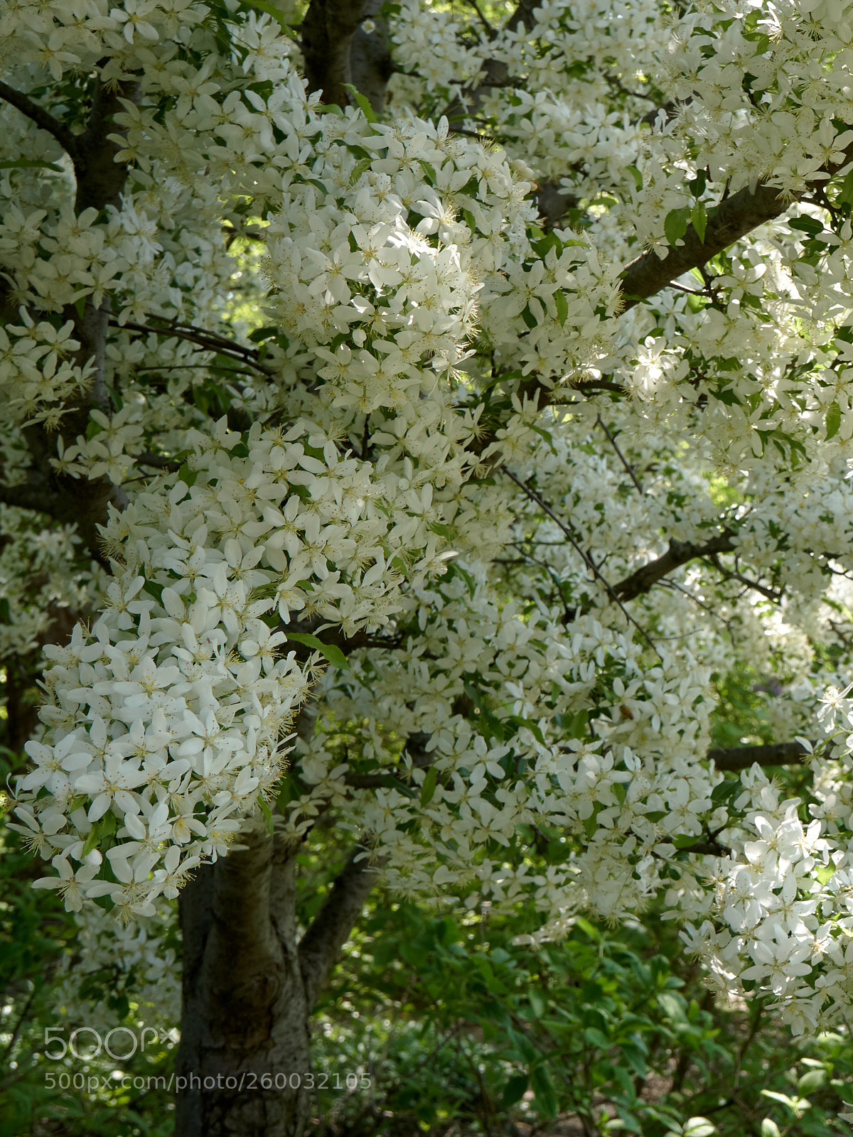 Sony a6300 sample photo. Tree in bloom photography