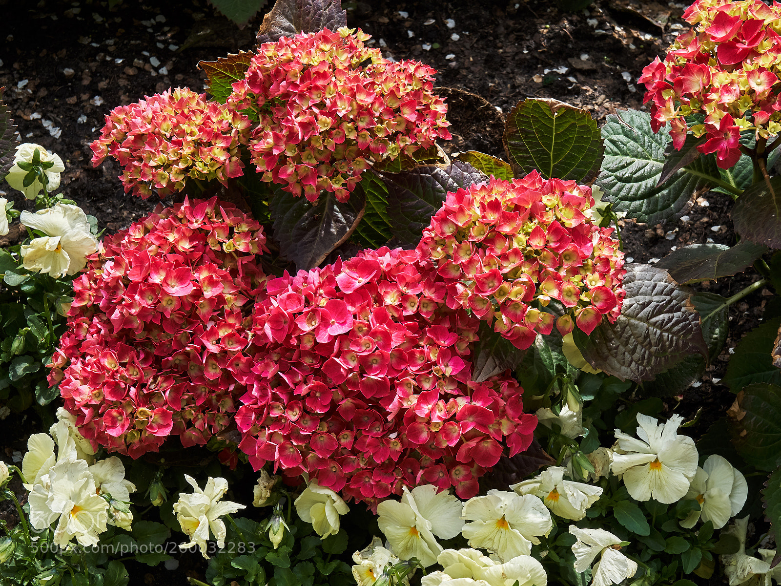 Sony a6300 sample photo. Pink hydrangeas photography