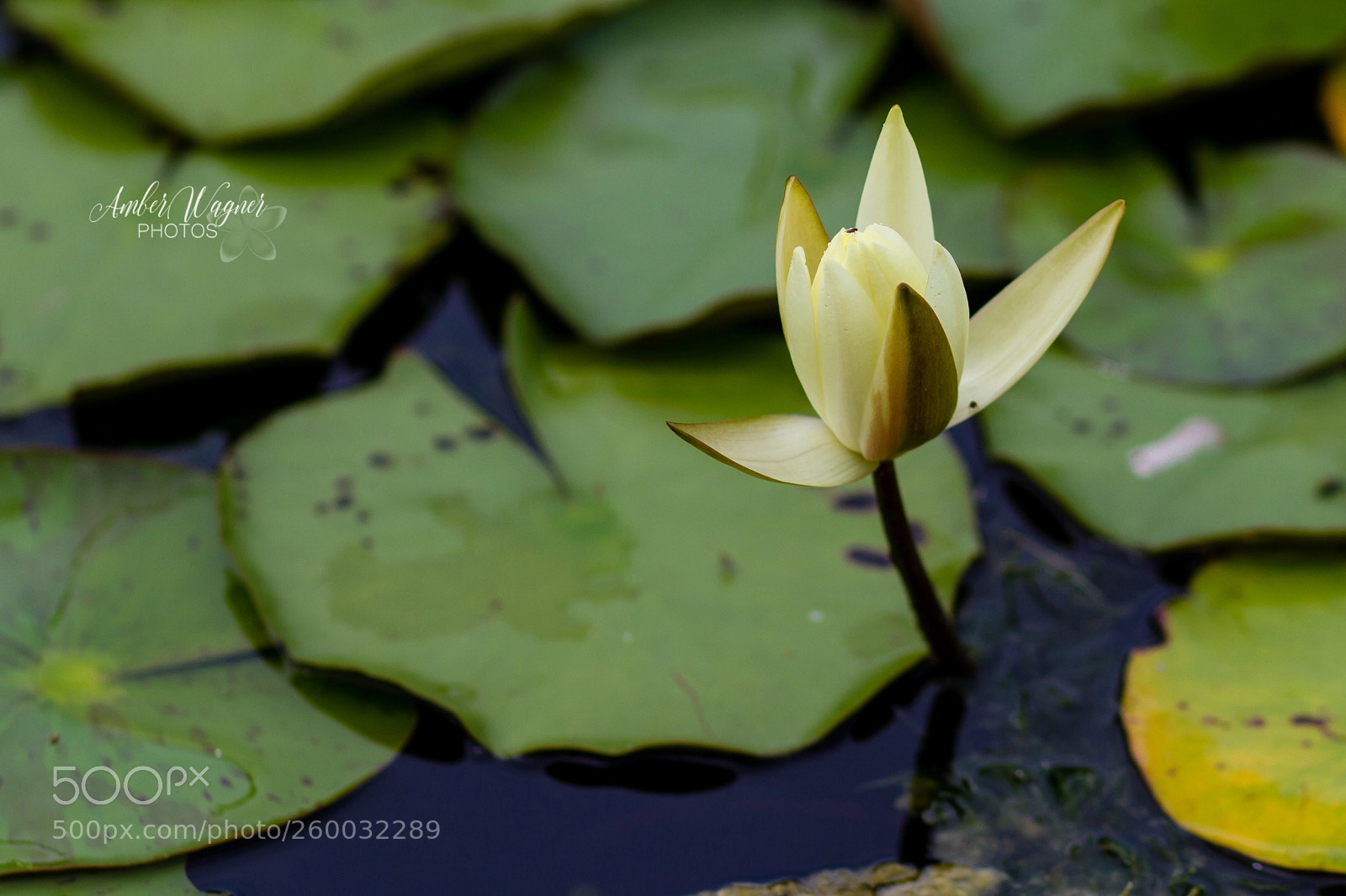 Canon EOS 7D sample photo. Bud photography
