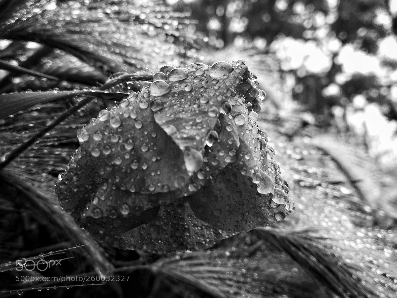 HUAWEI P10 sample photo. Wet flower photography