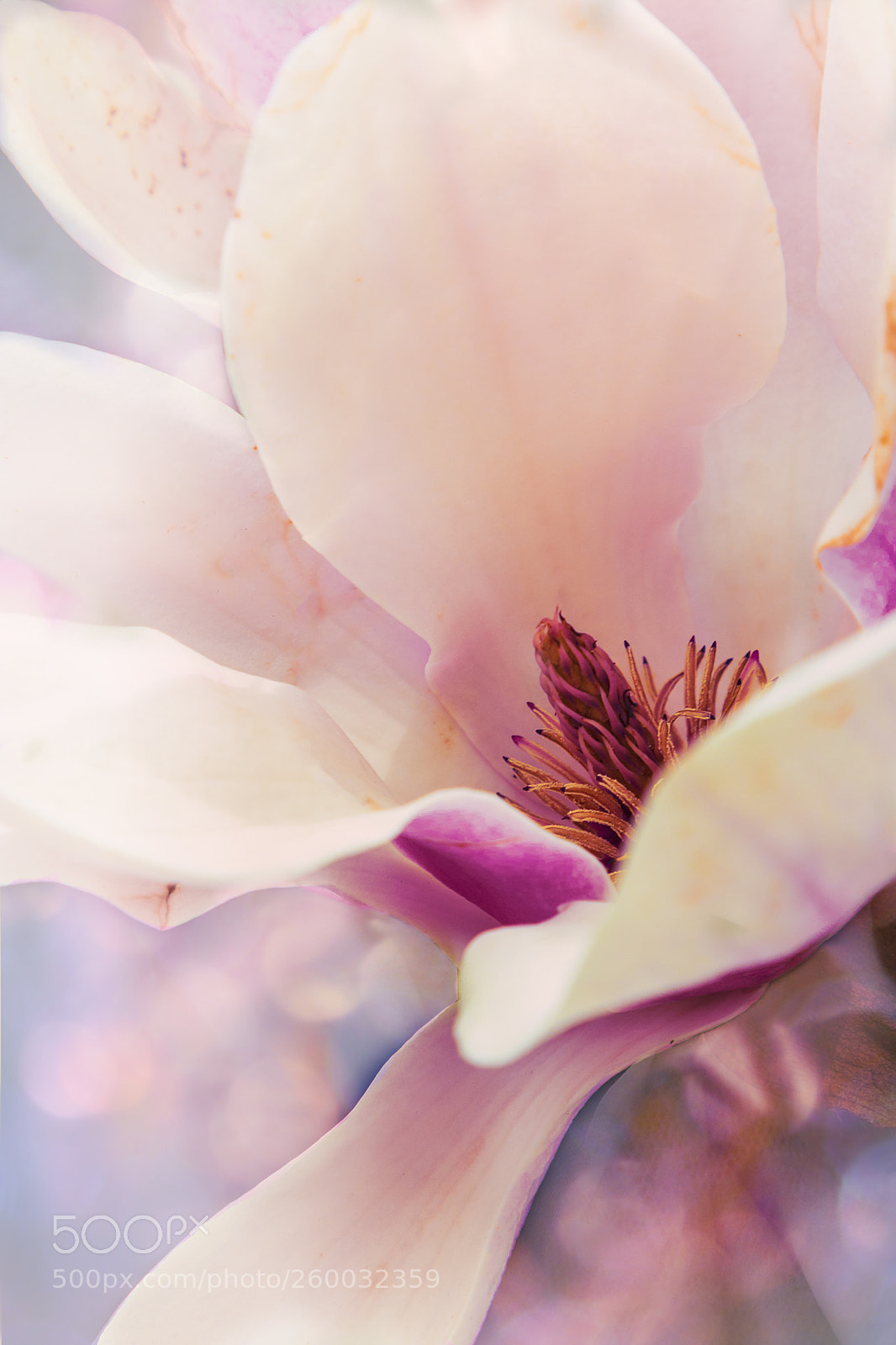 Canon EOS 80D sample photo. Pink magnolia photography