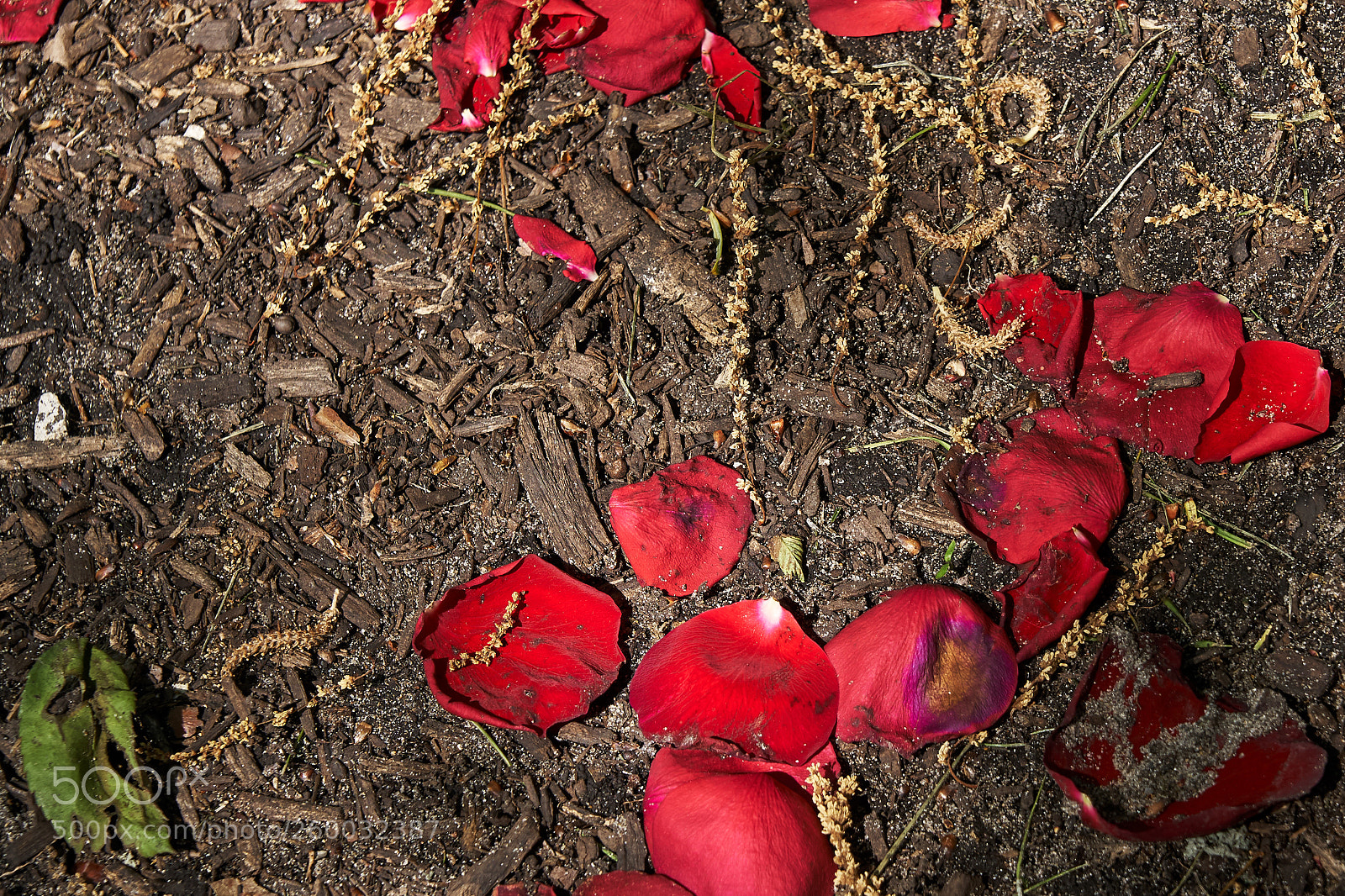Sony a6300 sample photo. Petals and dirt photography