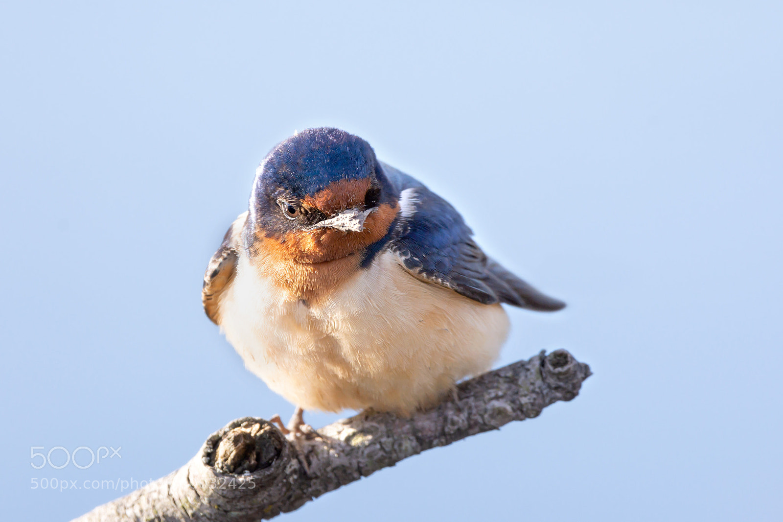 Nikon D7200 sample photo. Barn swallow 03 photography