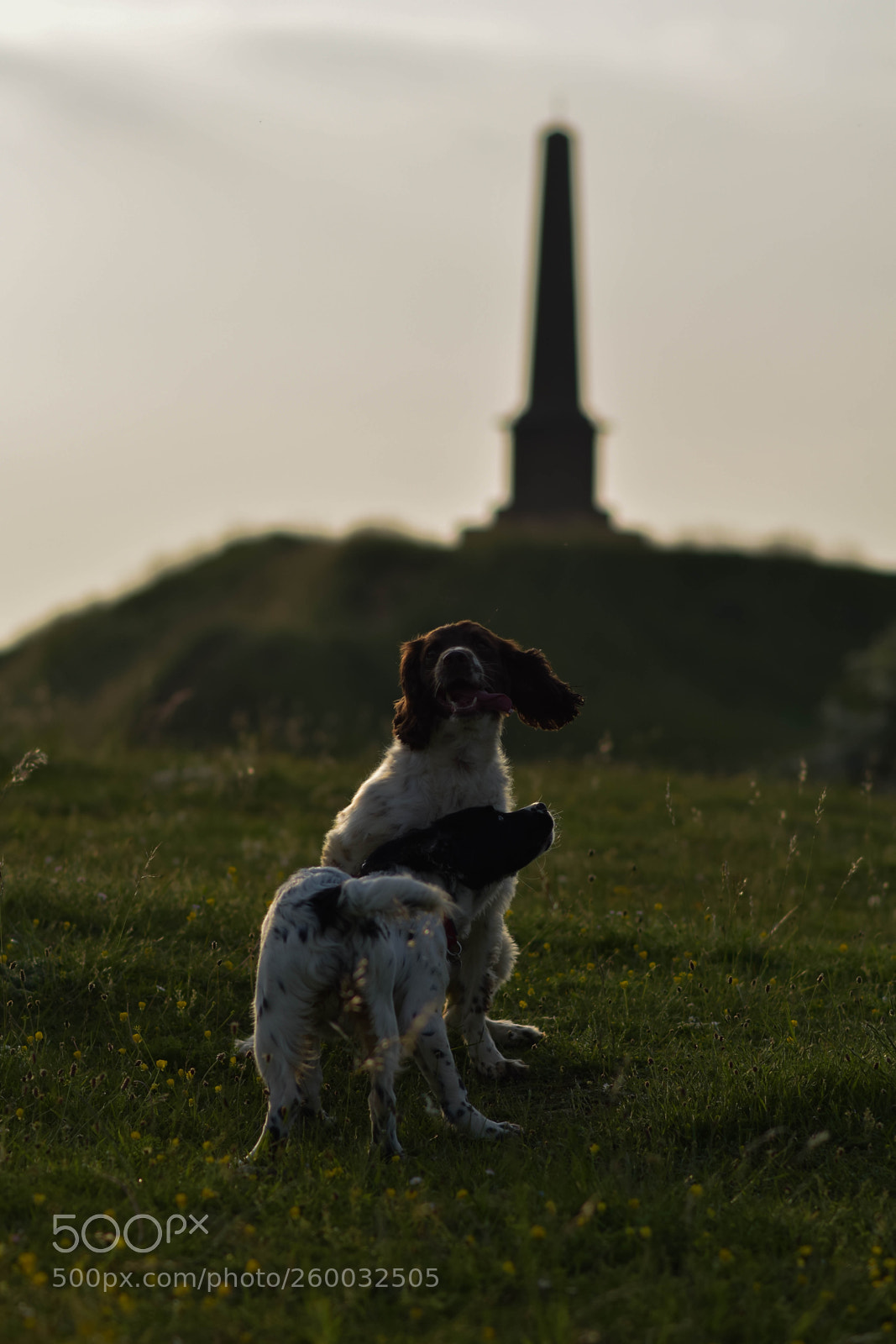 Nikon D5300 sample photo. Spaniels at ham hill photography