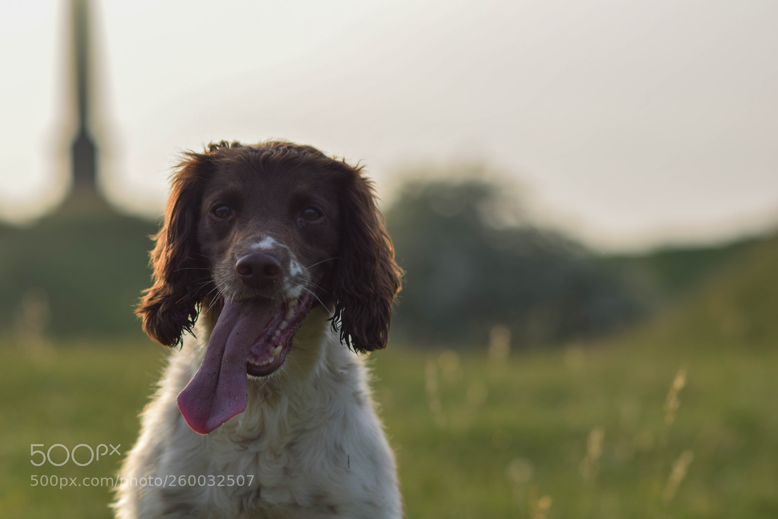 Nikon D5300 sample photo. Spaniels at ham hill photography