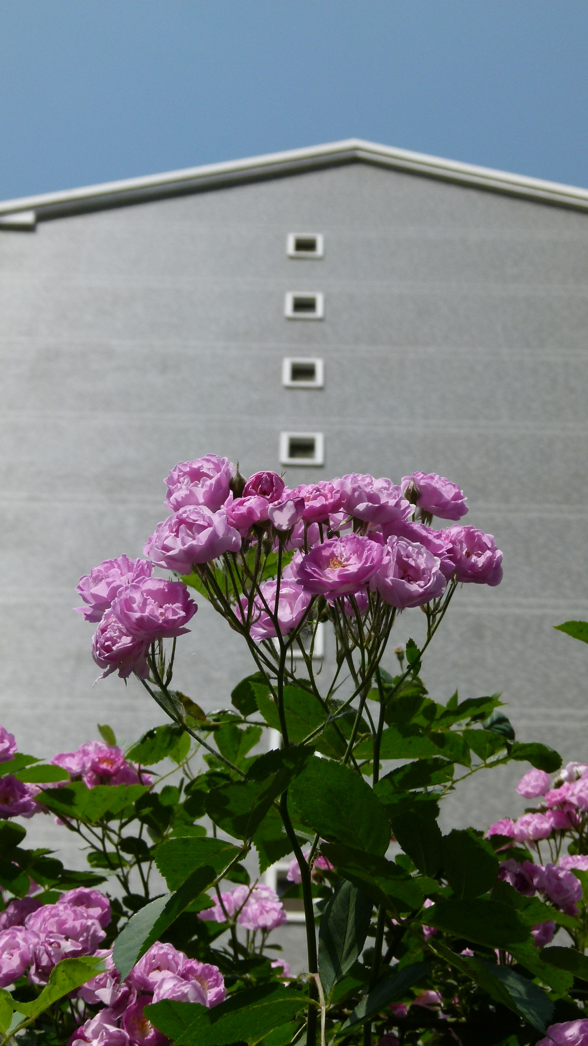 Leica V-Lux 2 sample photo
