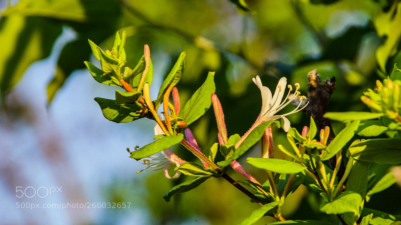 Sony a6000 sample photo. Wildflower sprout photography